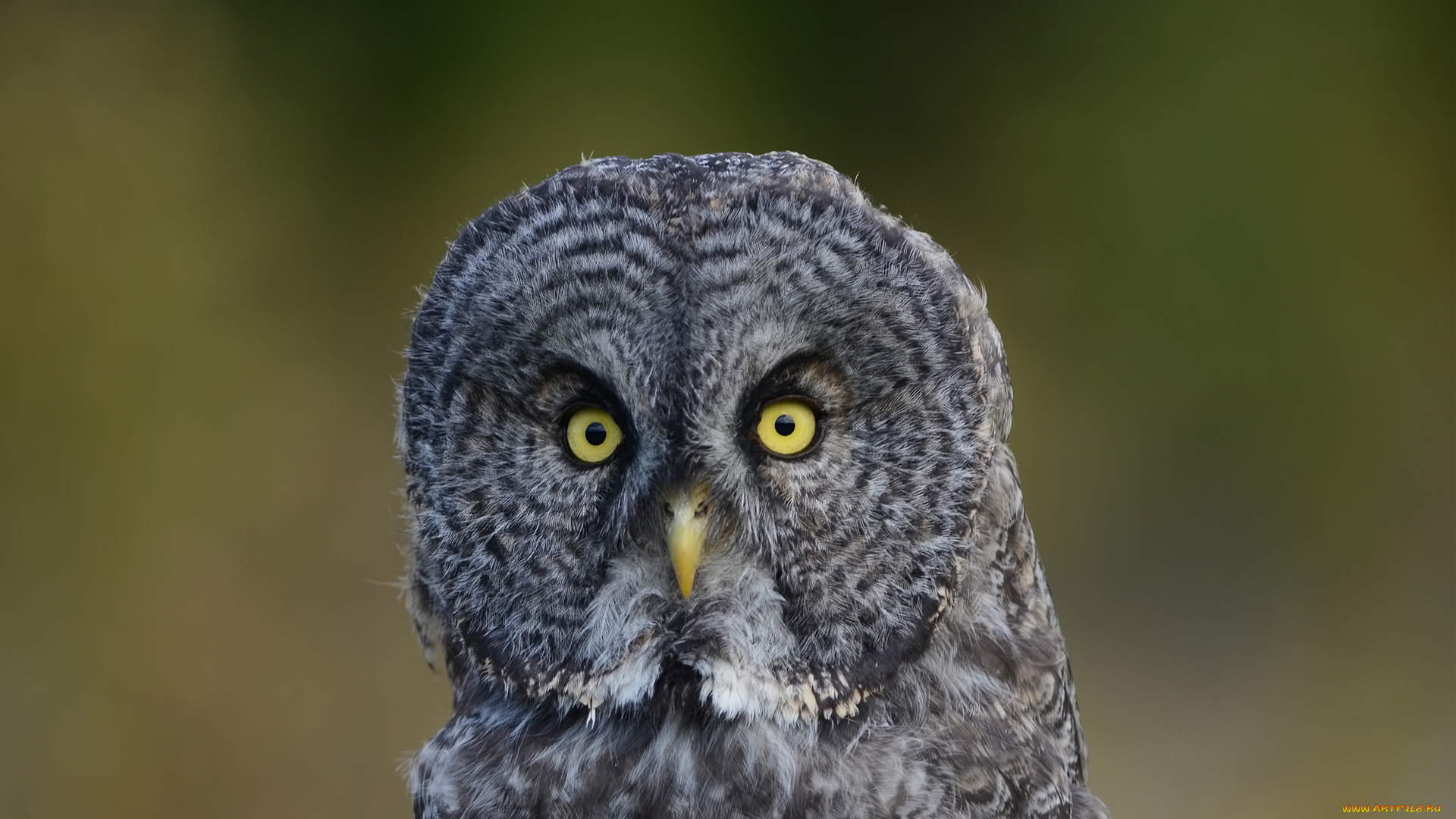 животные, совы, оперение, зеленый, сова, птица, фон