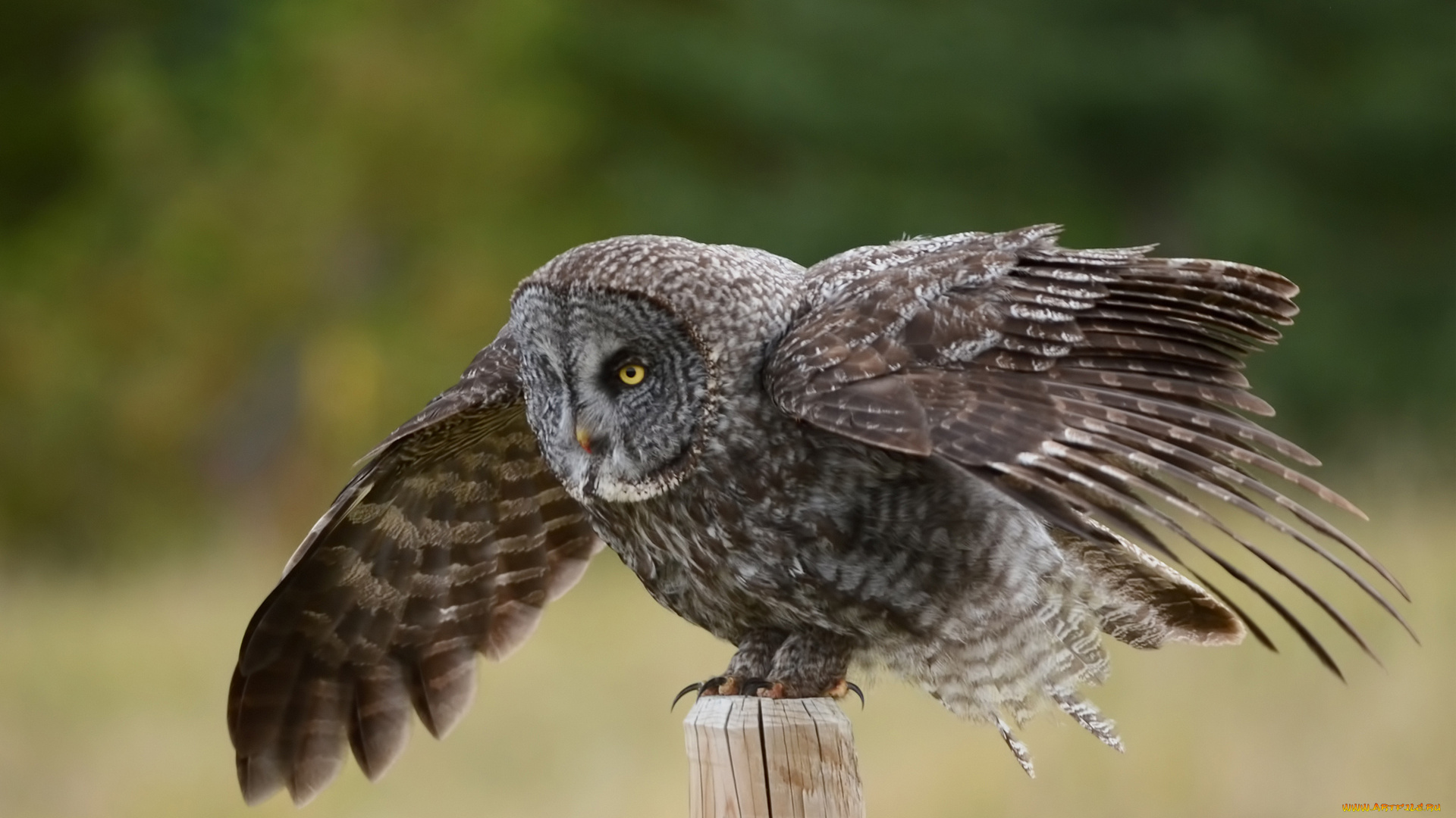 животные, совы, столб, крылья, great, gray, owl, птица, сова