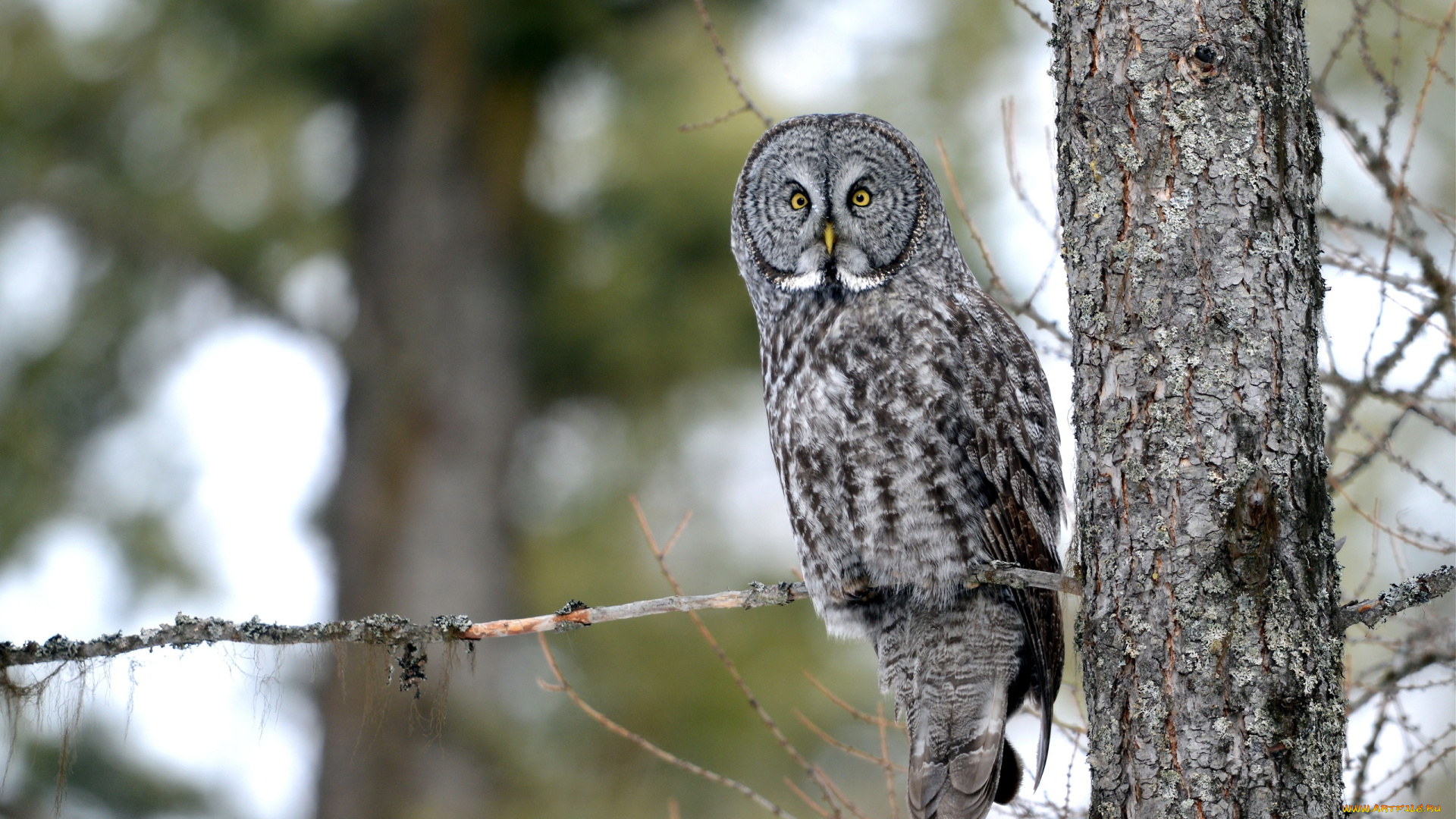 животные, совы, ветки, сова