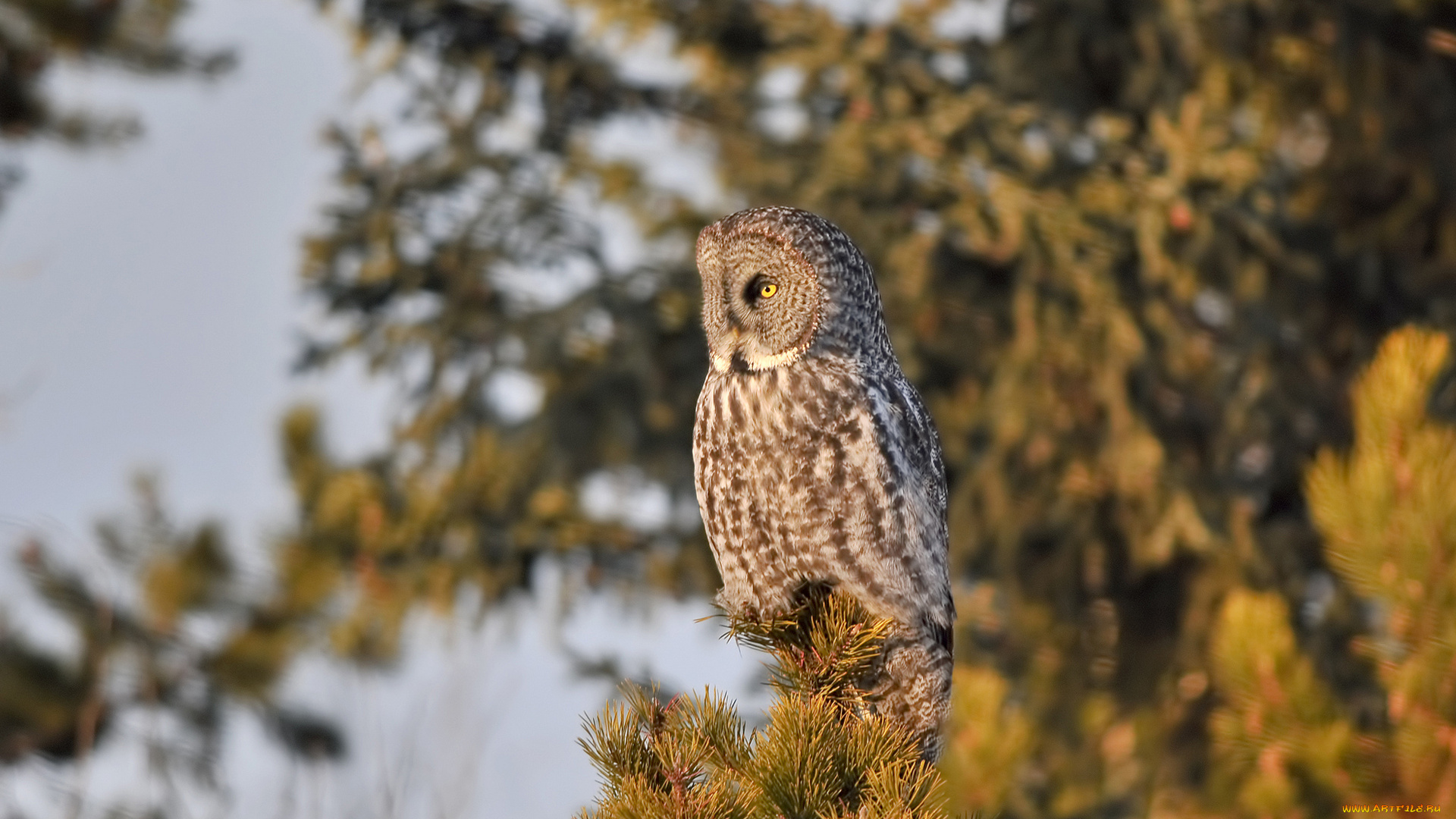 животные, совы, ветки, сова