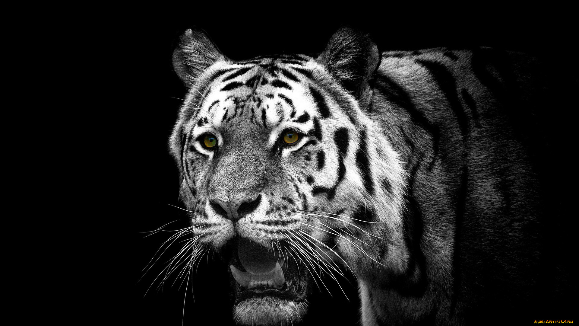 животные, тигры, тигр