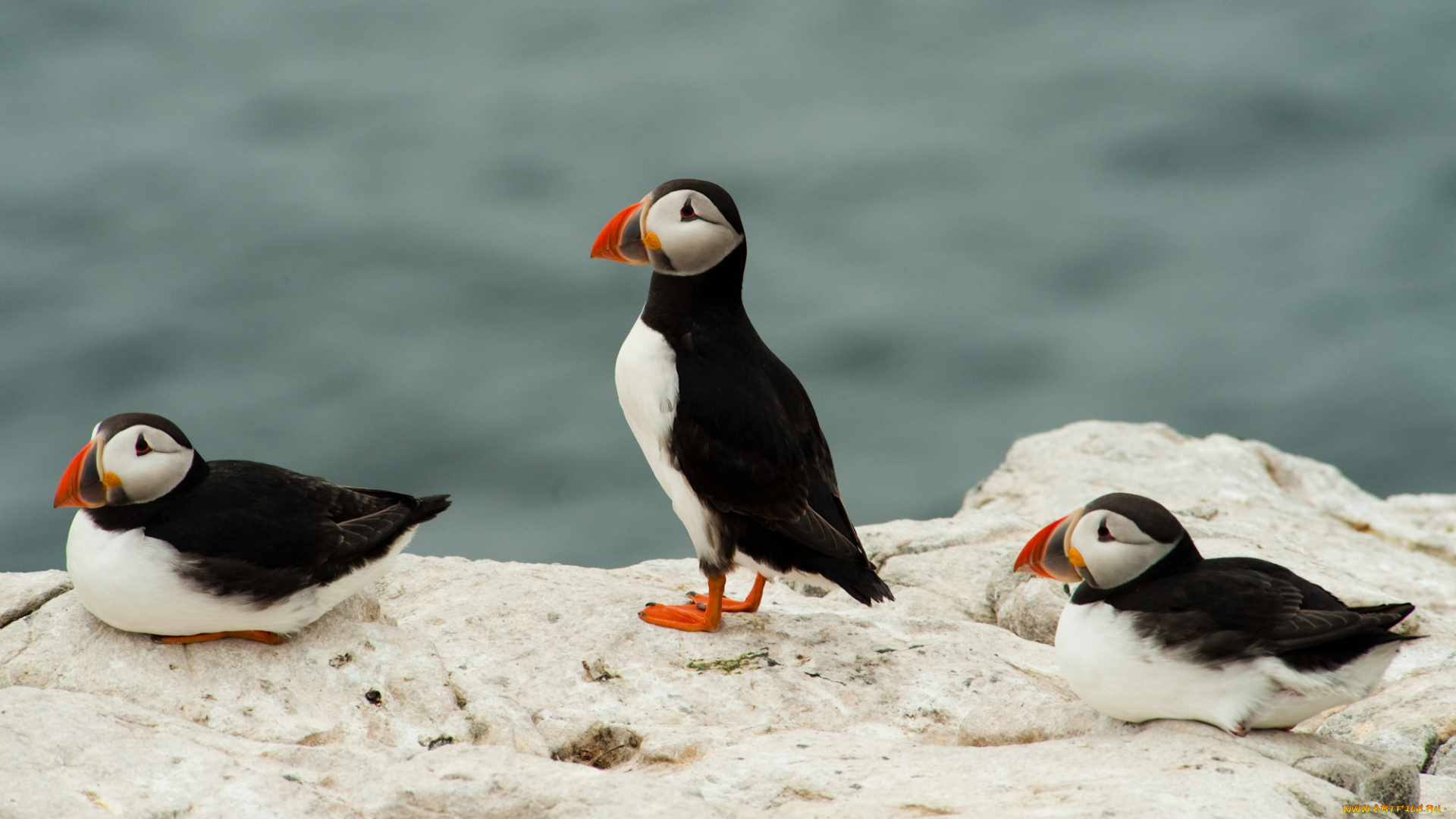 животные, тупики, птицы, puffin, море, камень