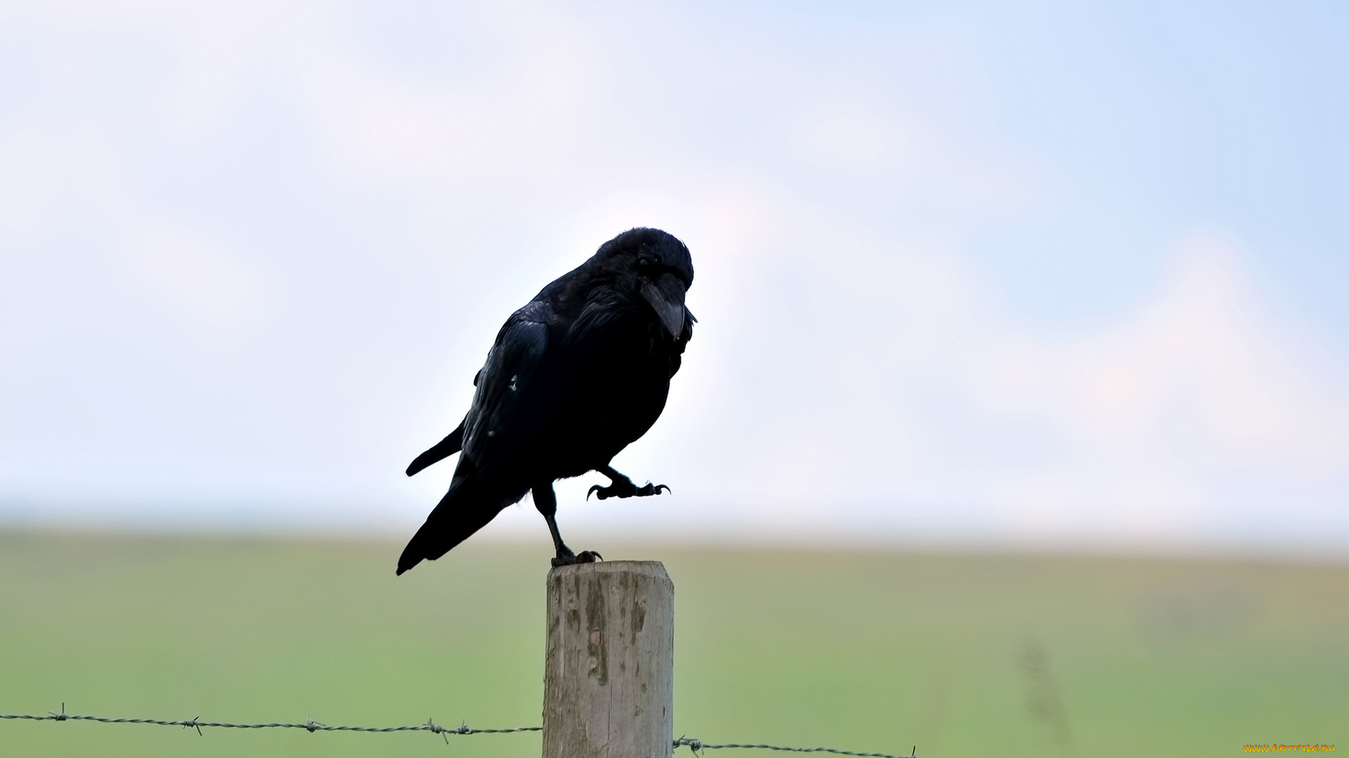 животные, вороны, грачи, галки, колючая, ворон, птица, столб, черный, проволка
