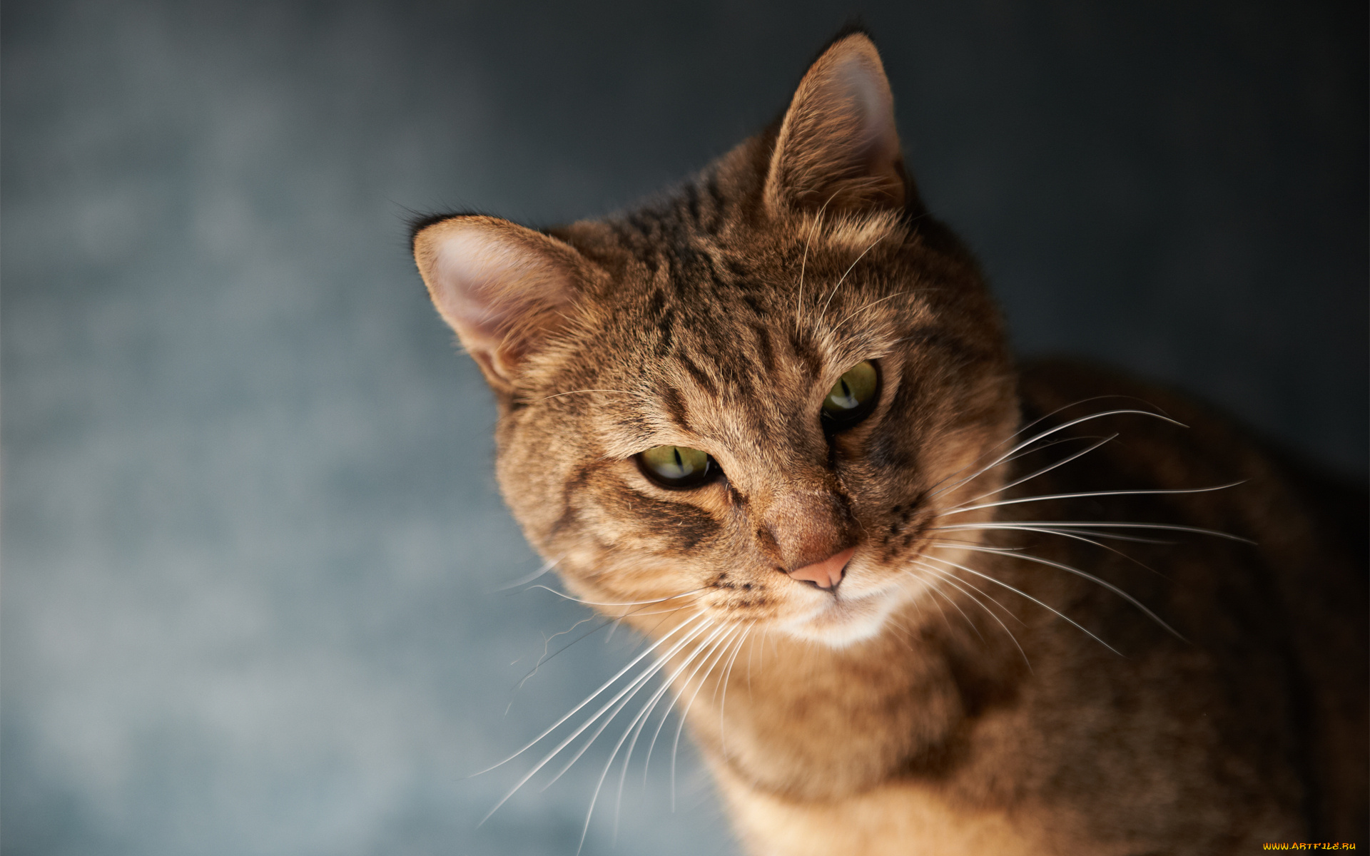 животные, коты, кот, морда, усы, фон