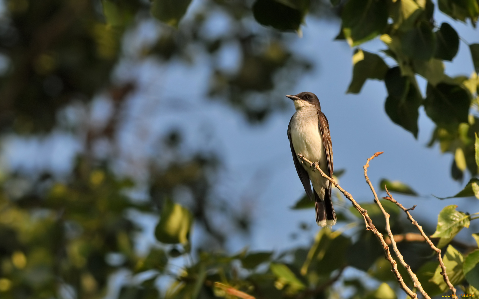 животные, ласточки, листья, ветви, дерево
