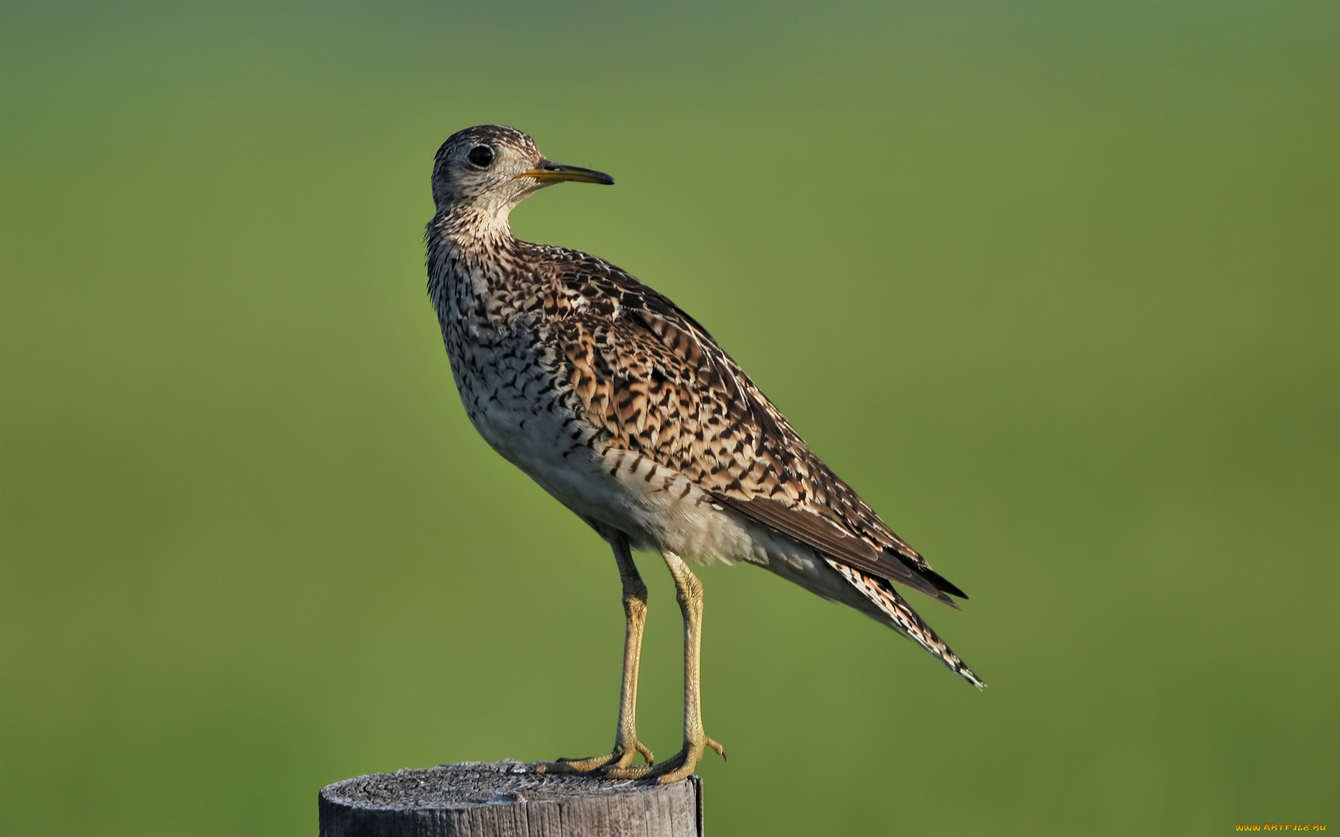 животные, птицы, длиннохвостый, песочник, пень, upland, sandpiper, столб
