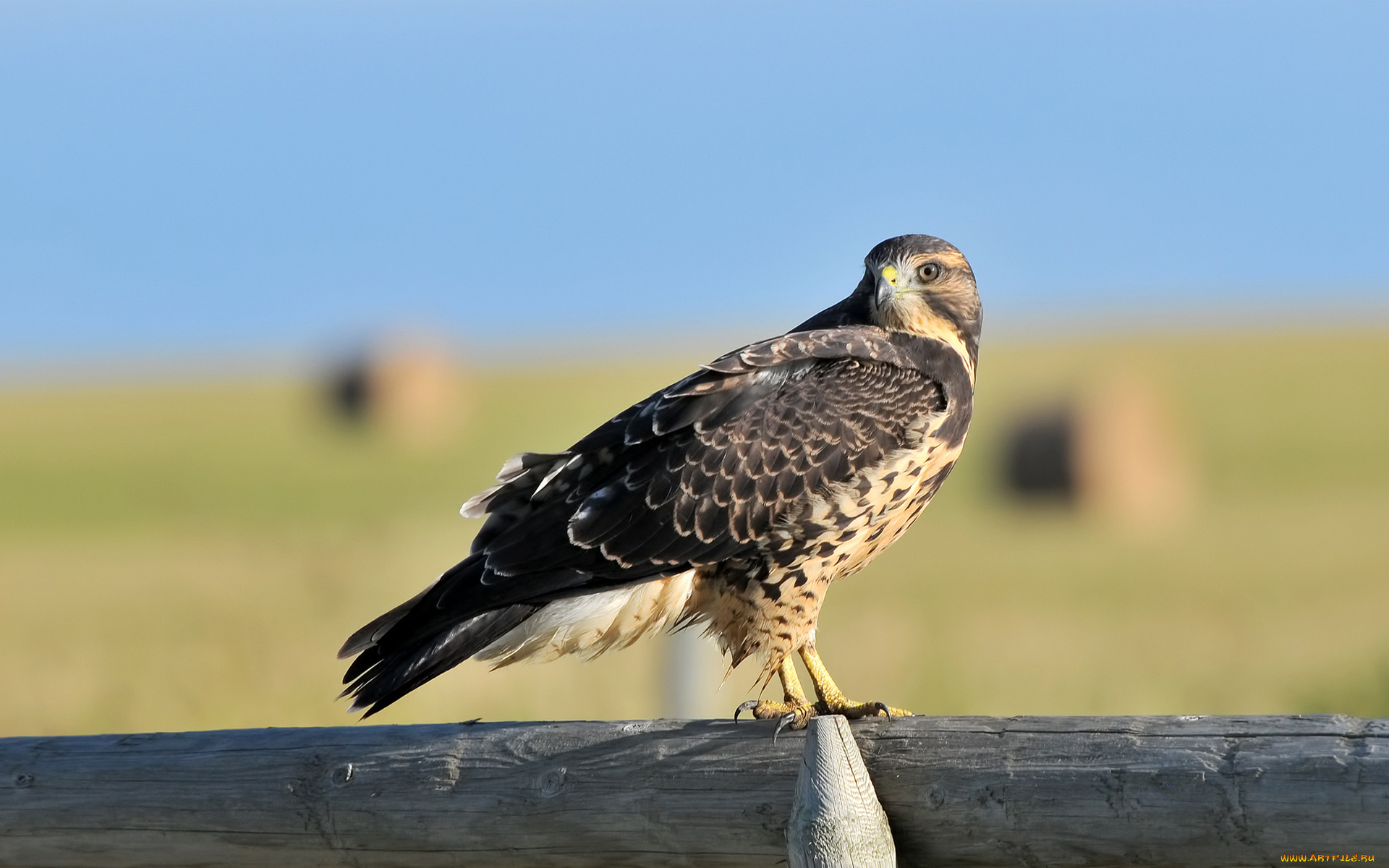 животные, птицы, хищники, ястреб, деревяшка, бревно