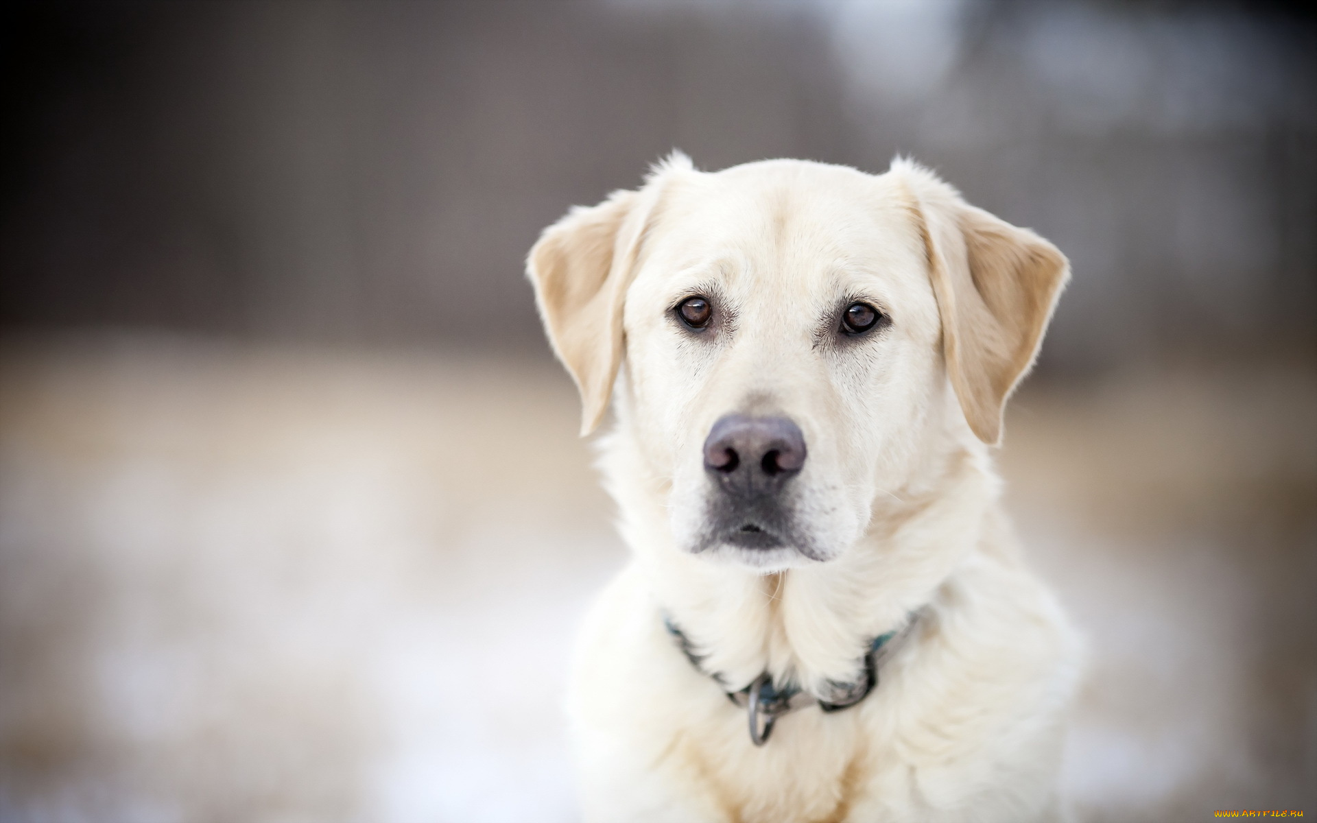животные, собаки, собака