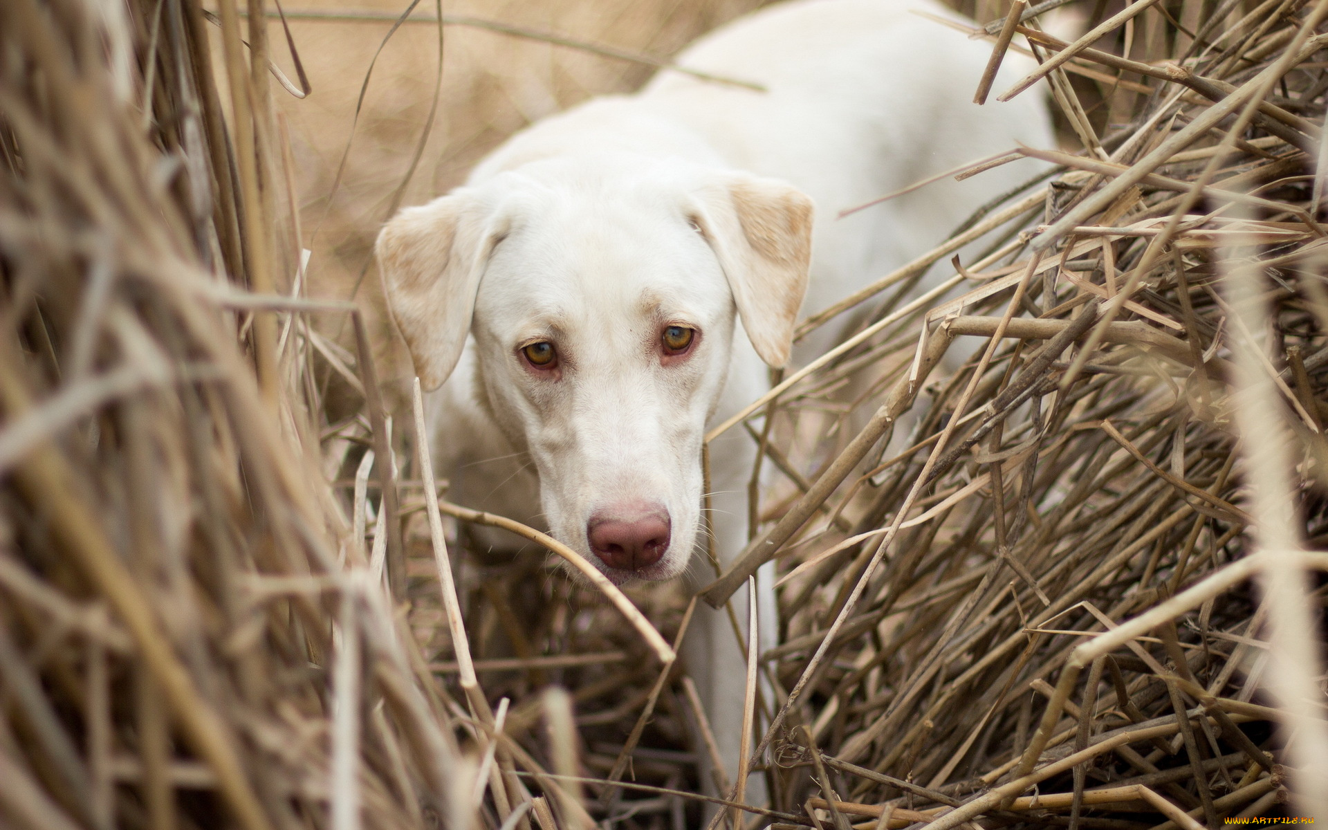 животные, собаки, собака, поле, фон