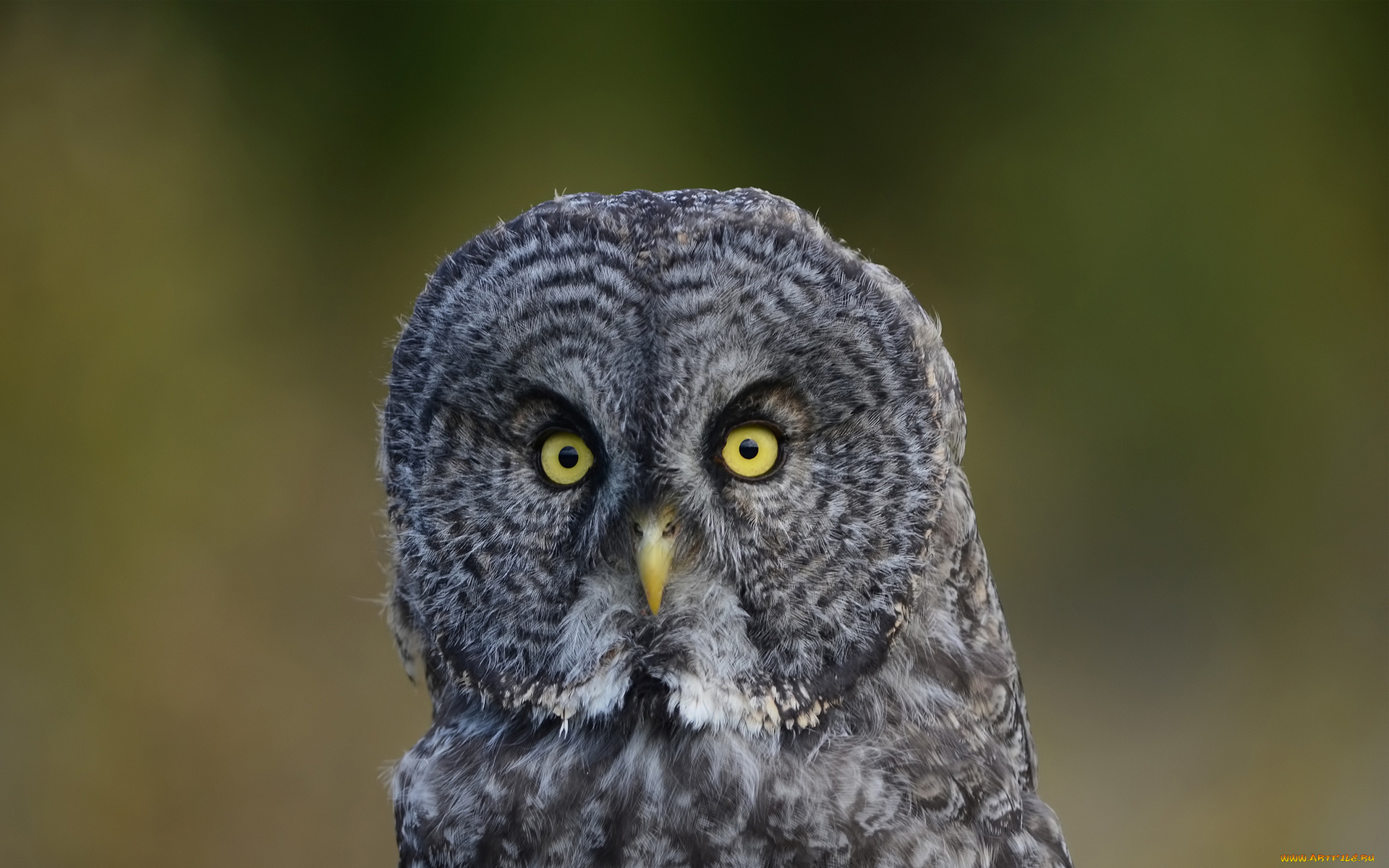 животные, совы, оперение, зеленый, сова, птица, фон