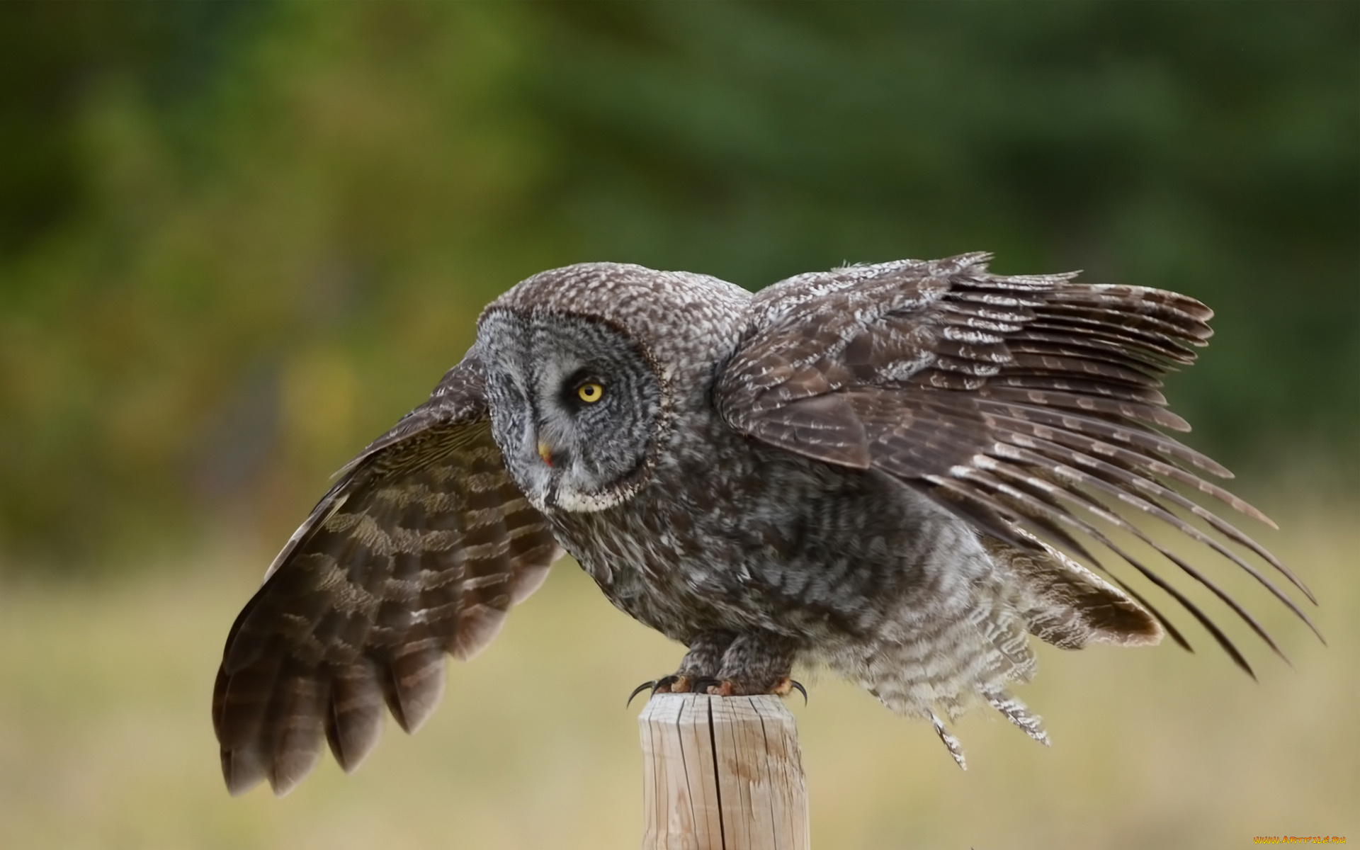 животные, совы, столб, крылья, great, gray, owl, птица, сова