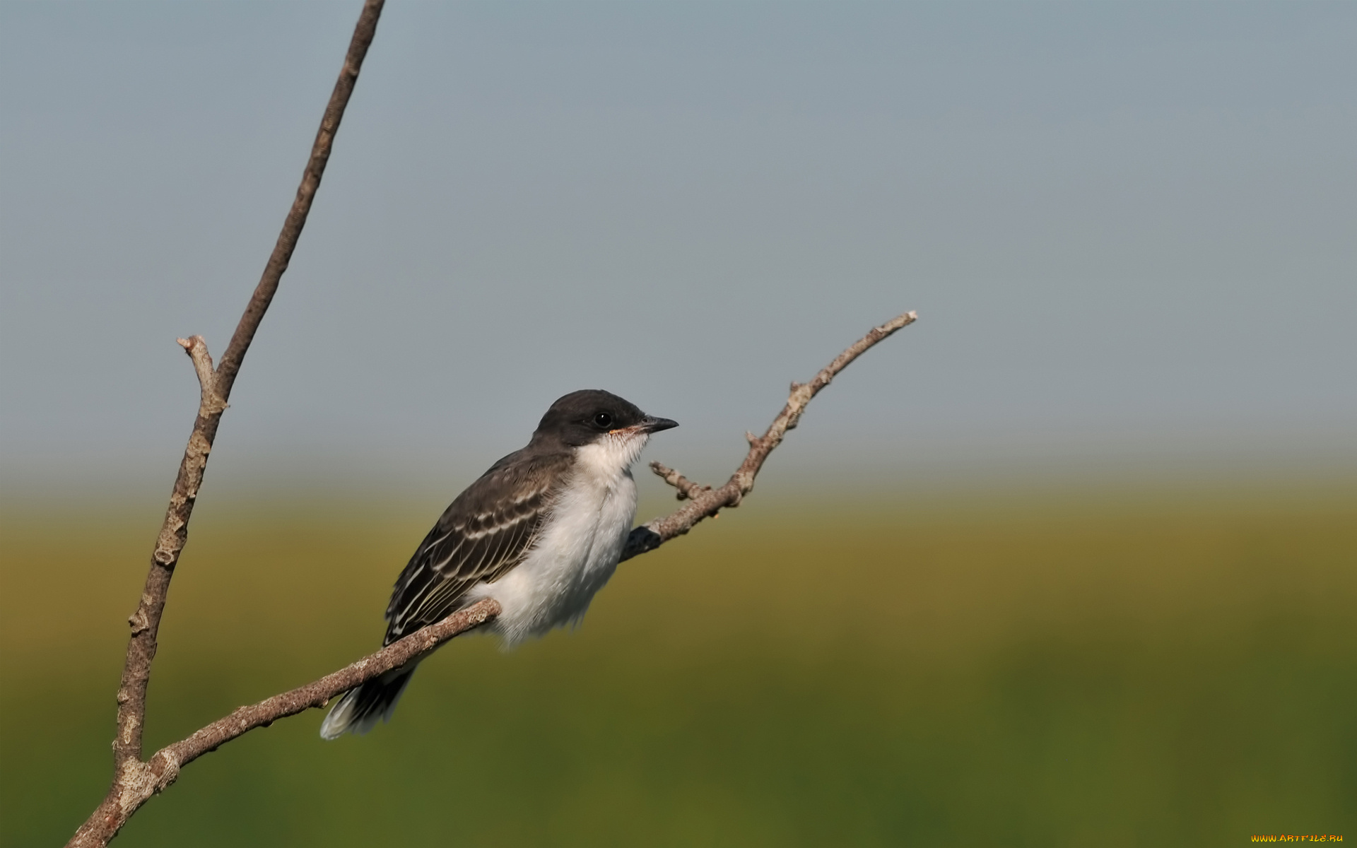 животные, воробьи, птица, ветка, фокус, размытость
