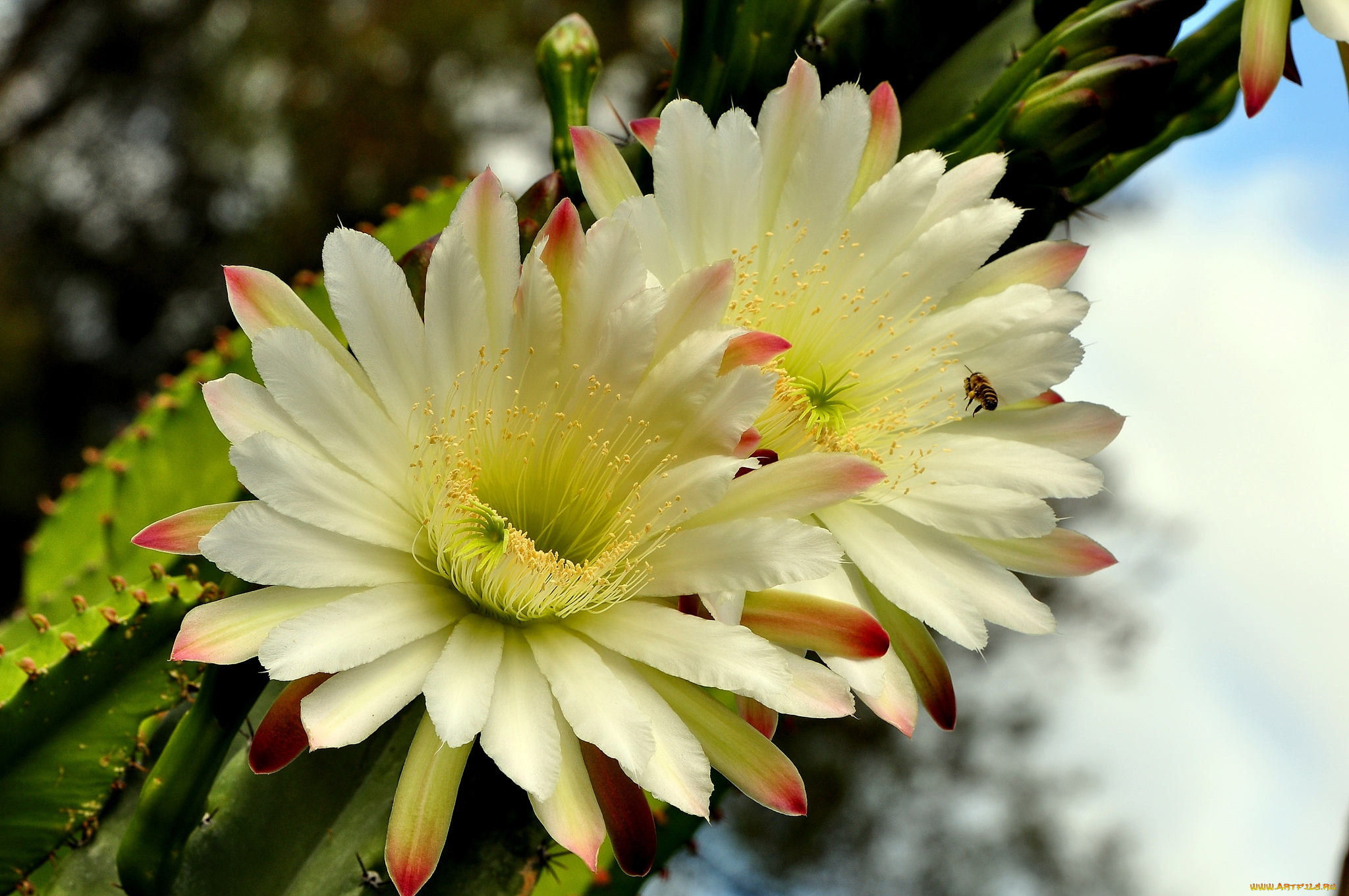 цветы, кактусы, белый