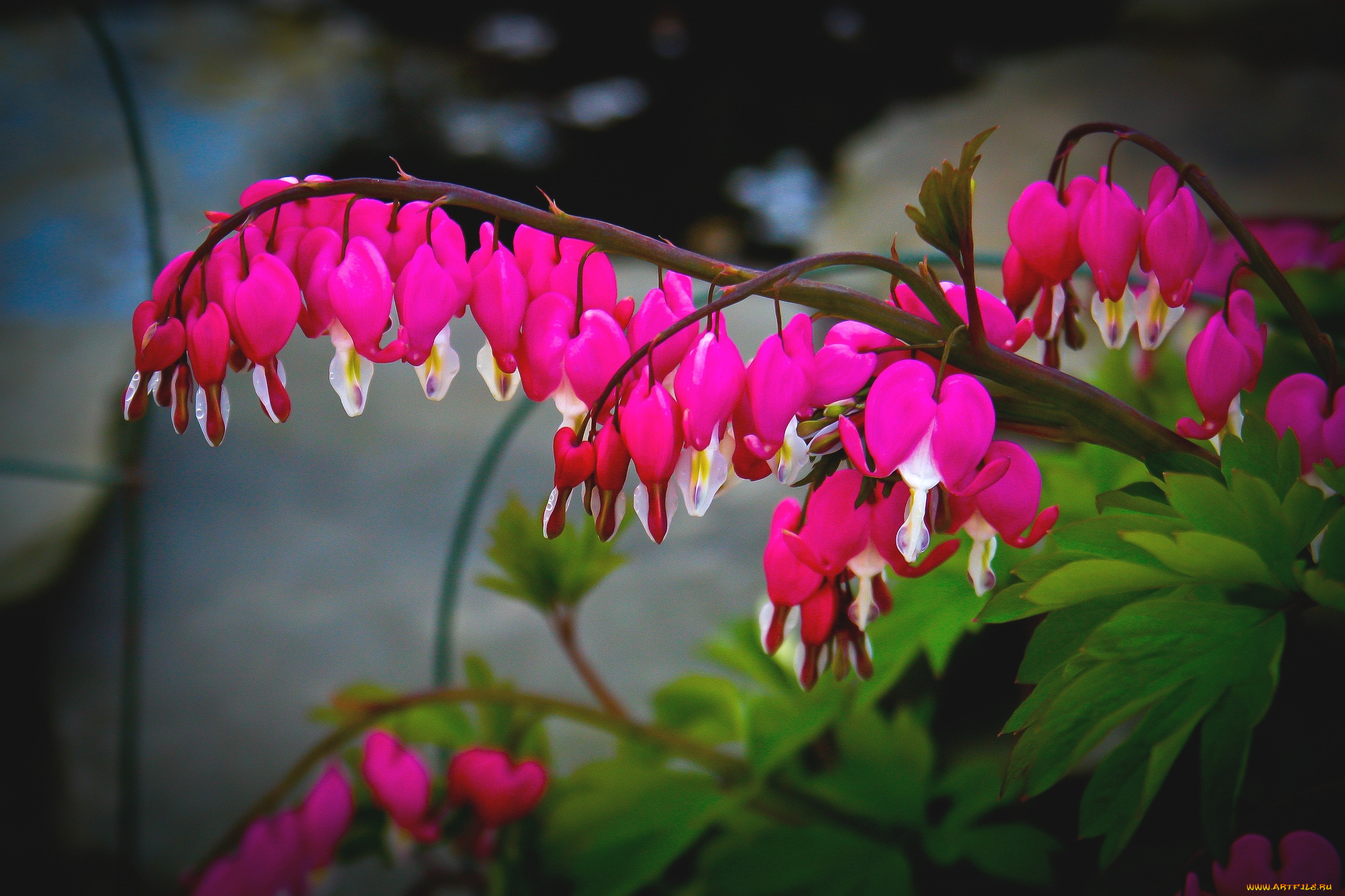 цветы, дицентра, разбитое, сердце