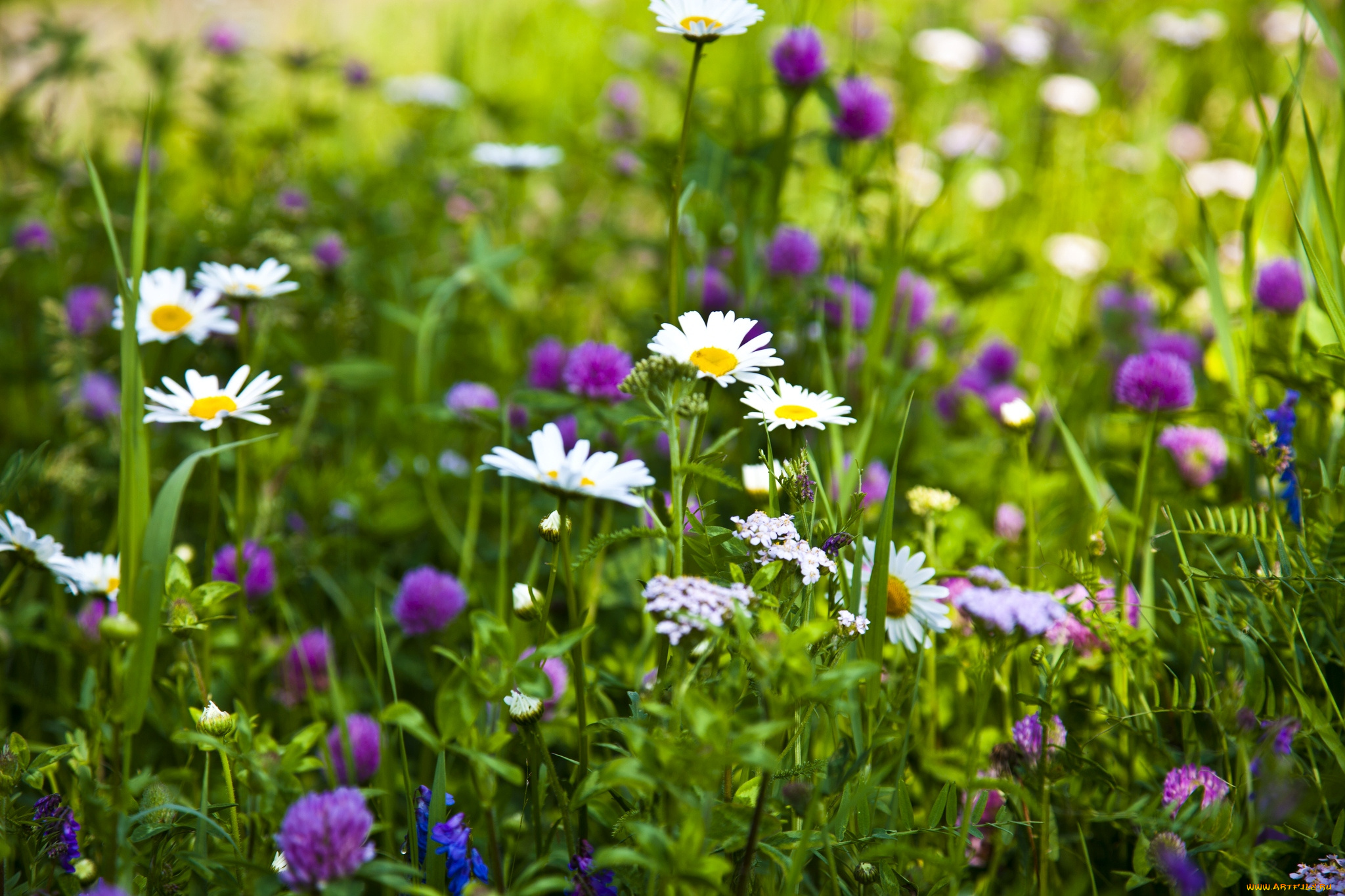 цветы, луговые, полевые, ромашки, клевер, трава