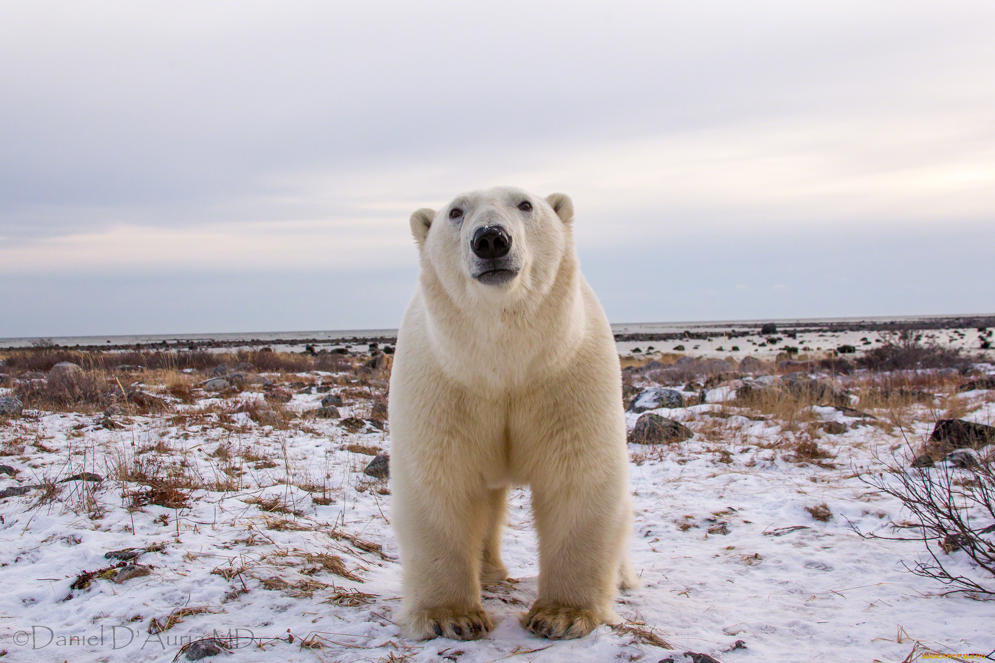 животные, медведи, белый, медведь