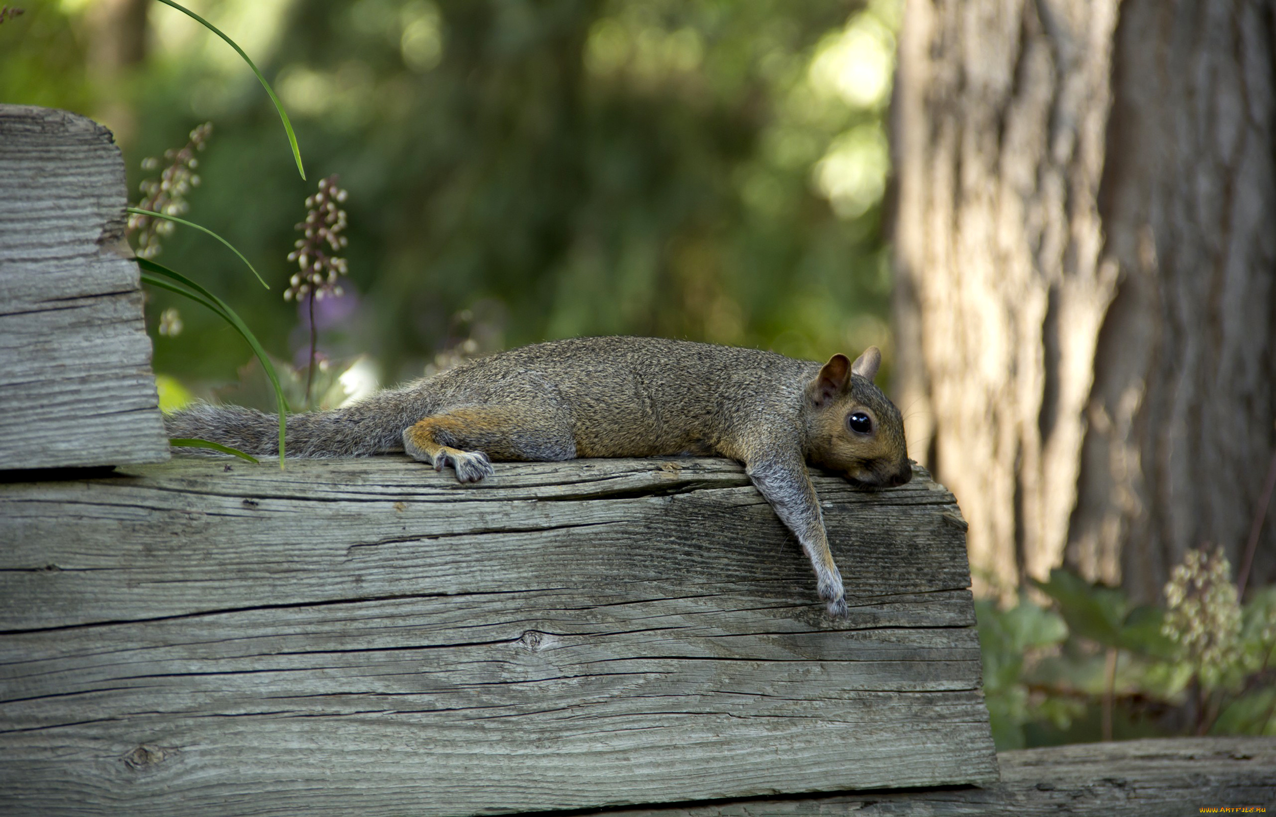 tired, of, gathering, nuts, животные, белки, бревно, уставшая, белка