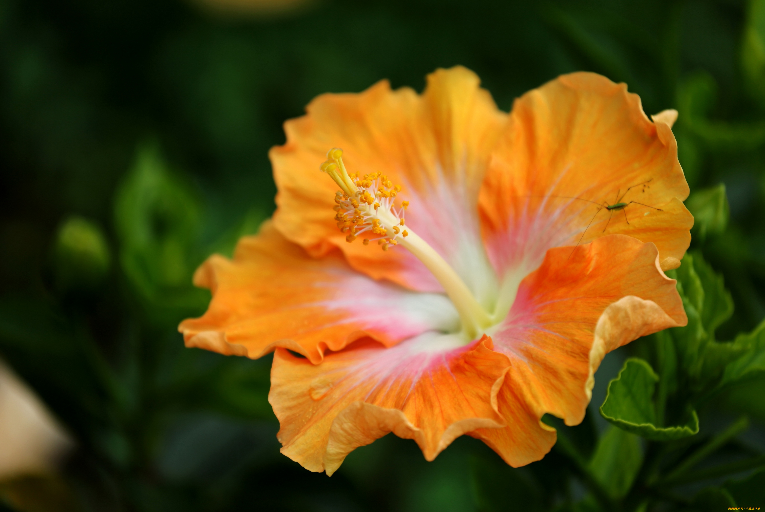 цветы, гибискусы, оранжевый