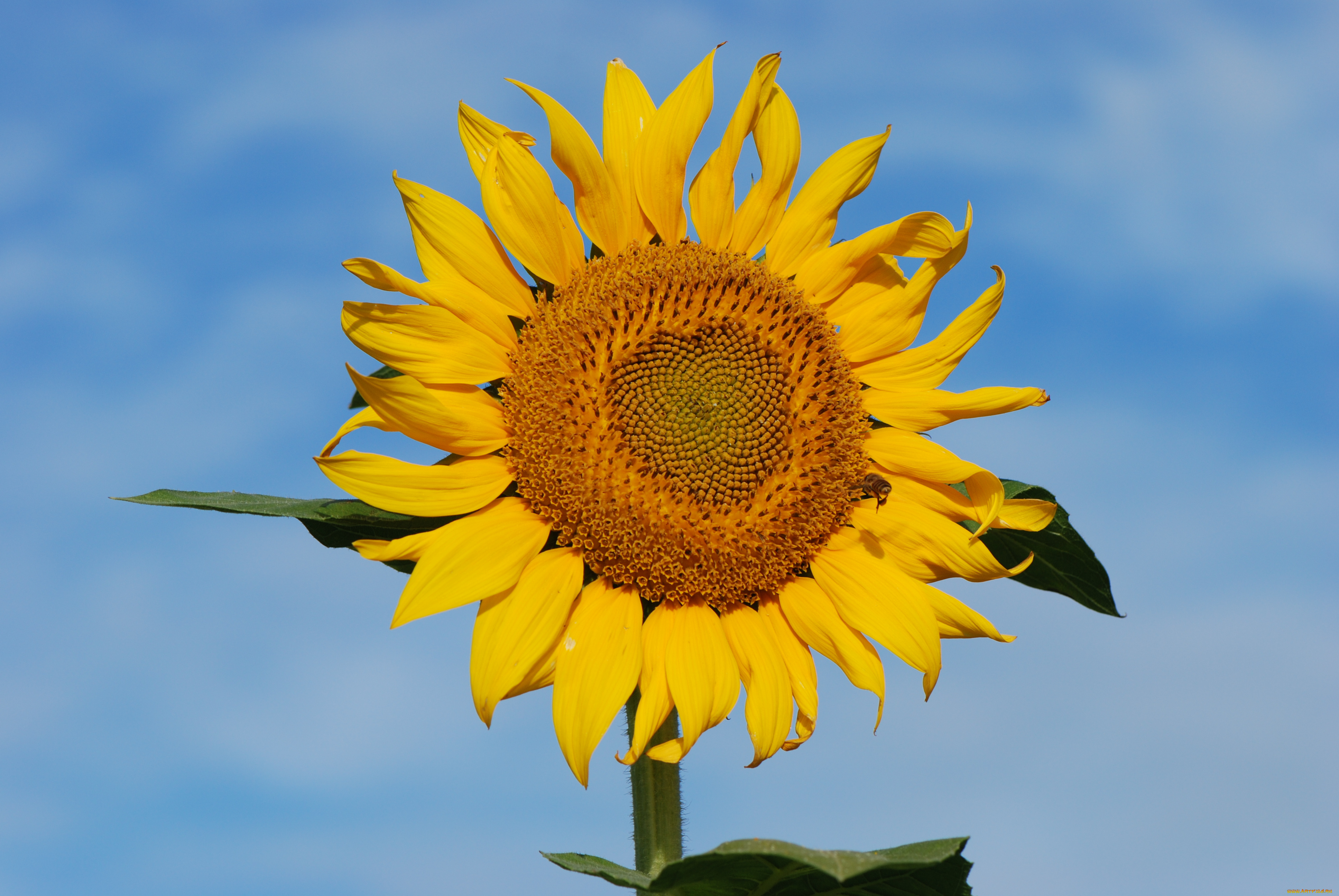 цветы, подсолнухи, подсолнух