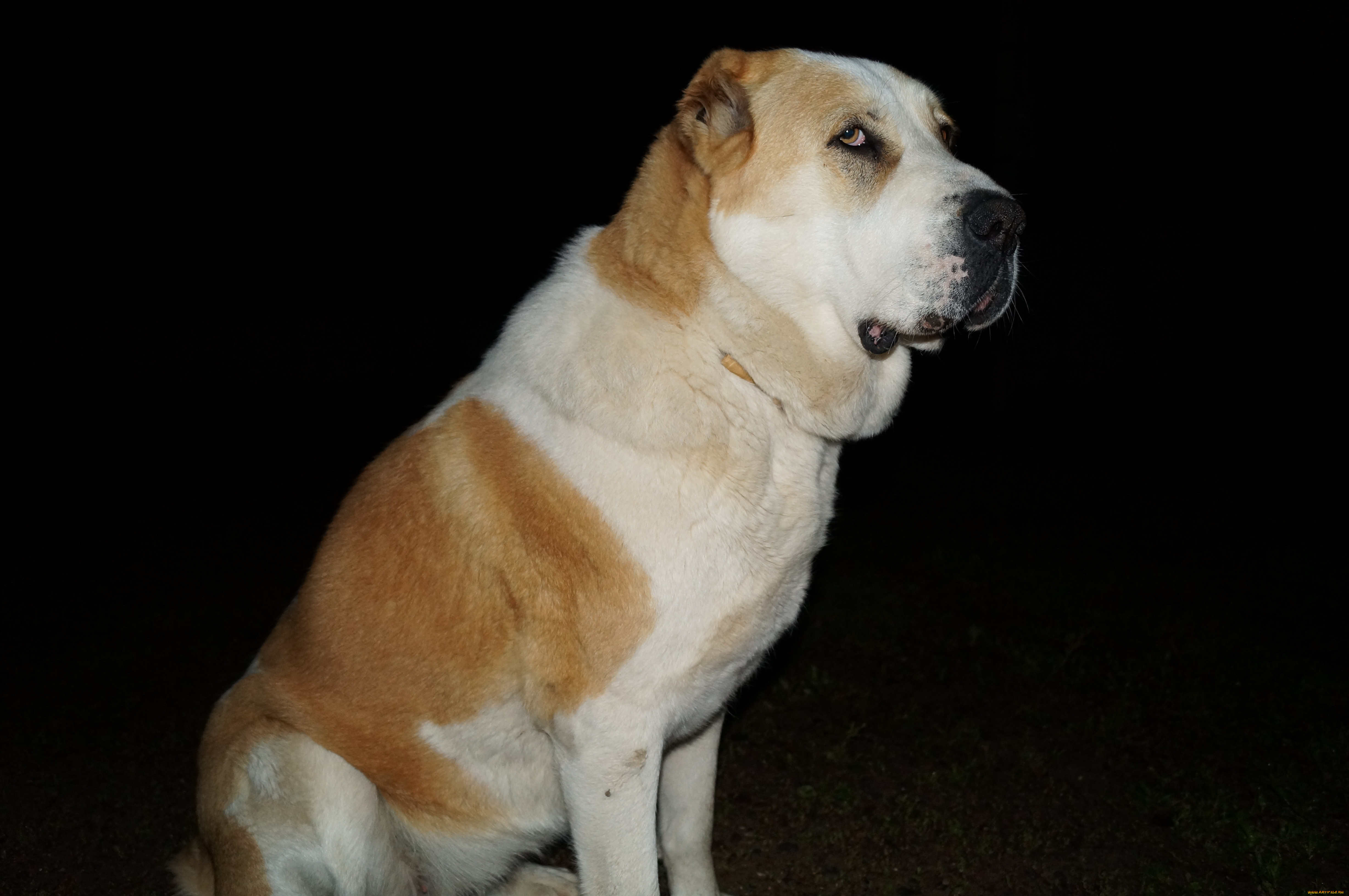 животные, собаки, алабай, волкодав, ночь