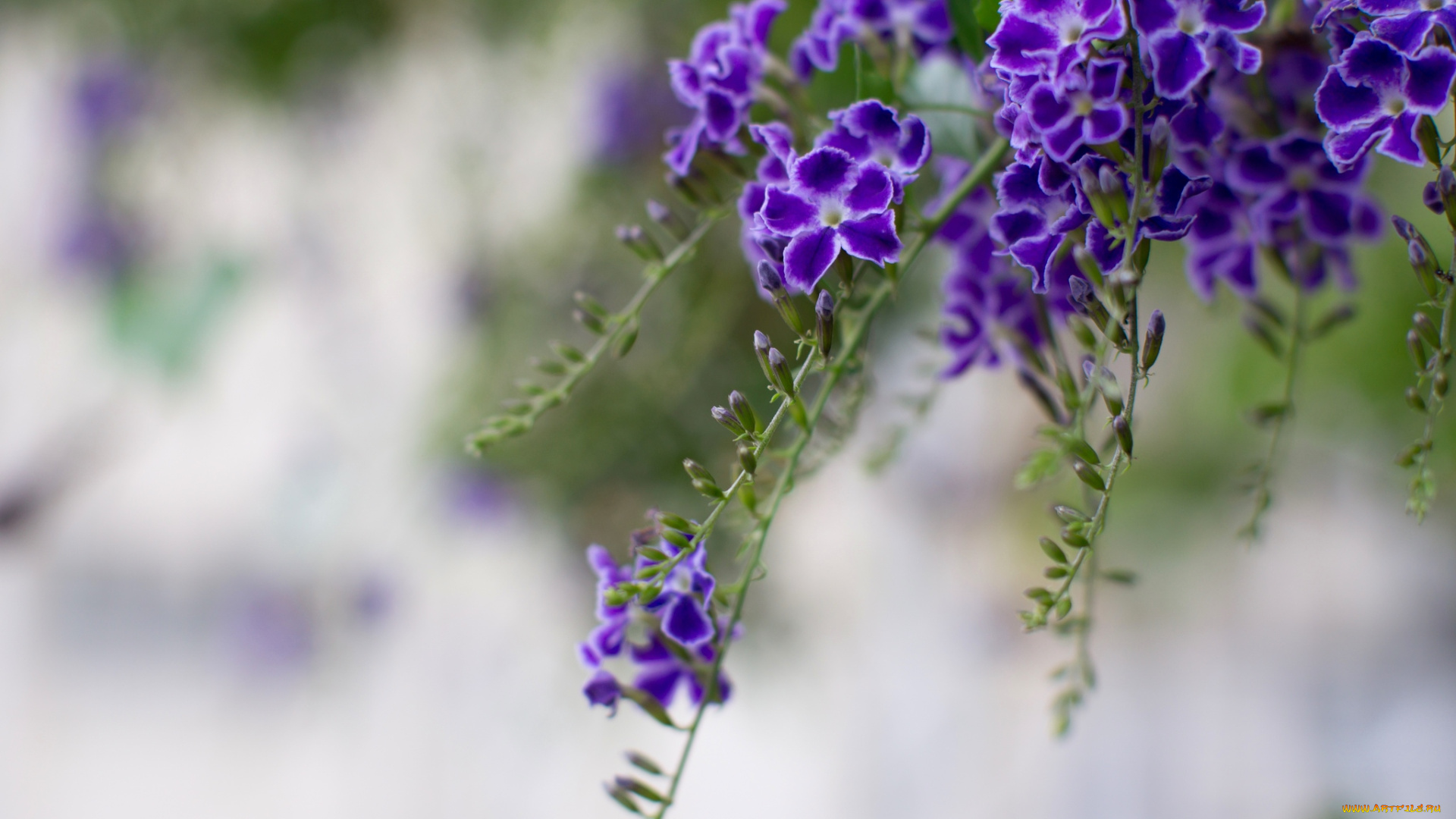 цветы, дуранта, фиолетовый