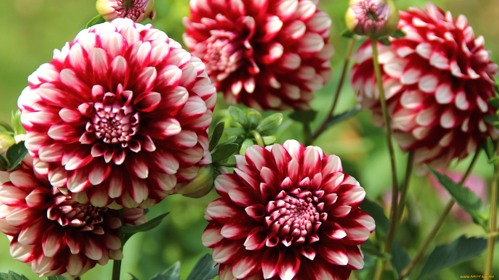 цветы, георгины, пестрый