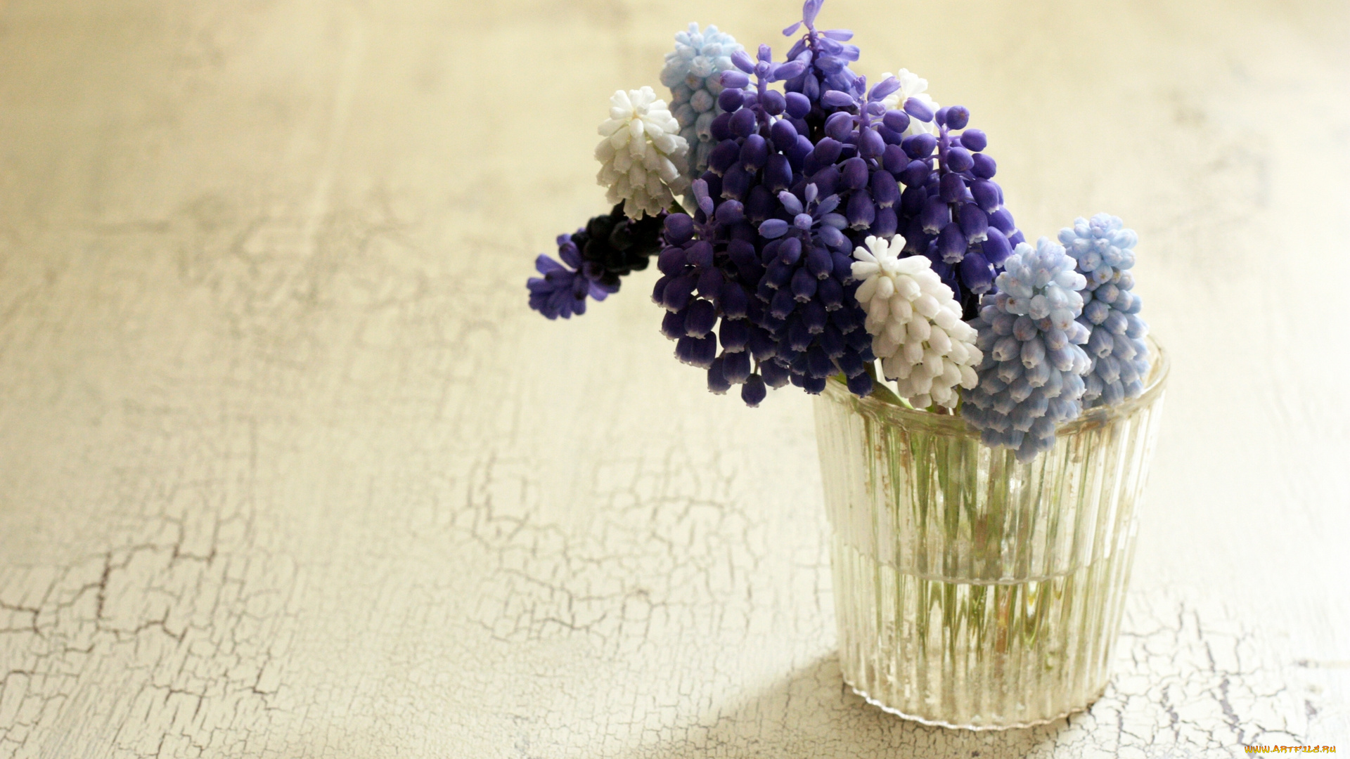 цветы, гиацинты, гадючий, лук, стакан, мышиный, гиацинт, мускари