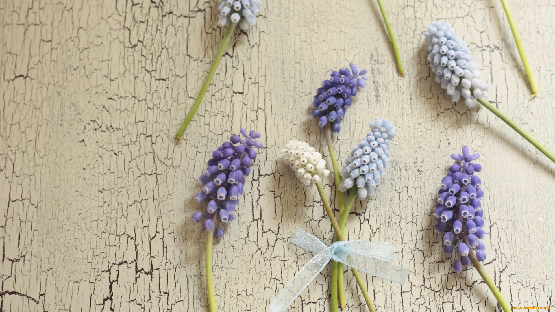 цветы, гиацинты, мускари, мышиный, гиацинт, гадючий, лук