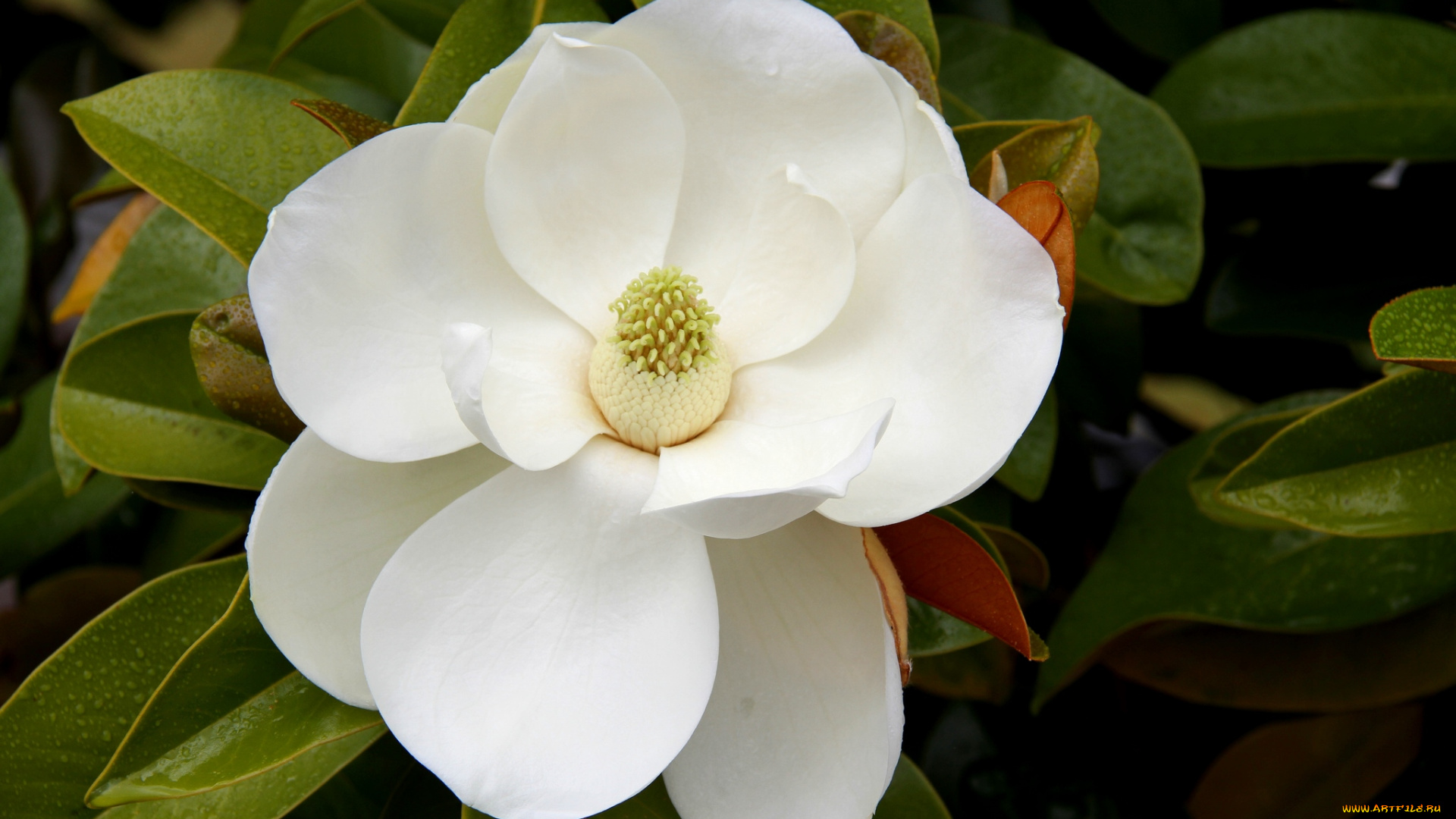 цветы, магнолии, белый