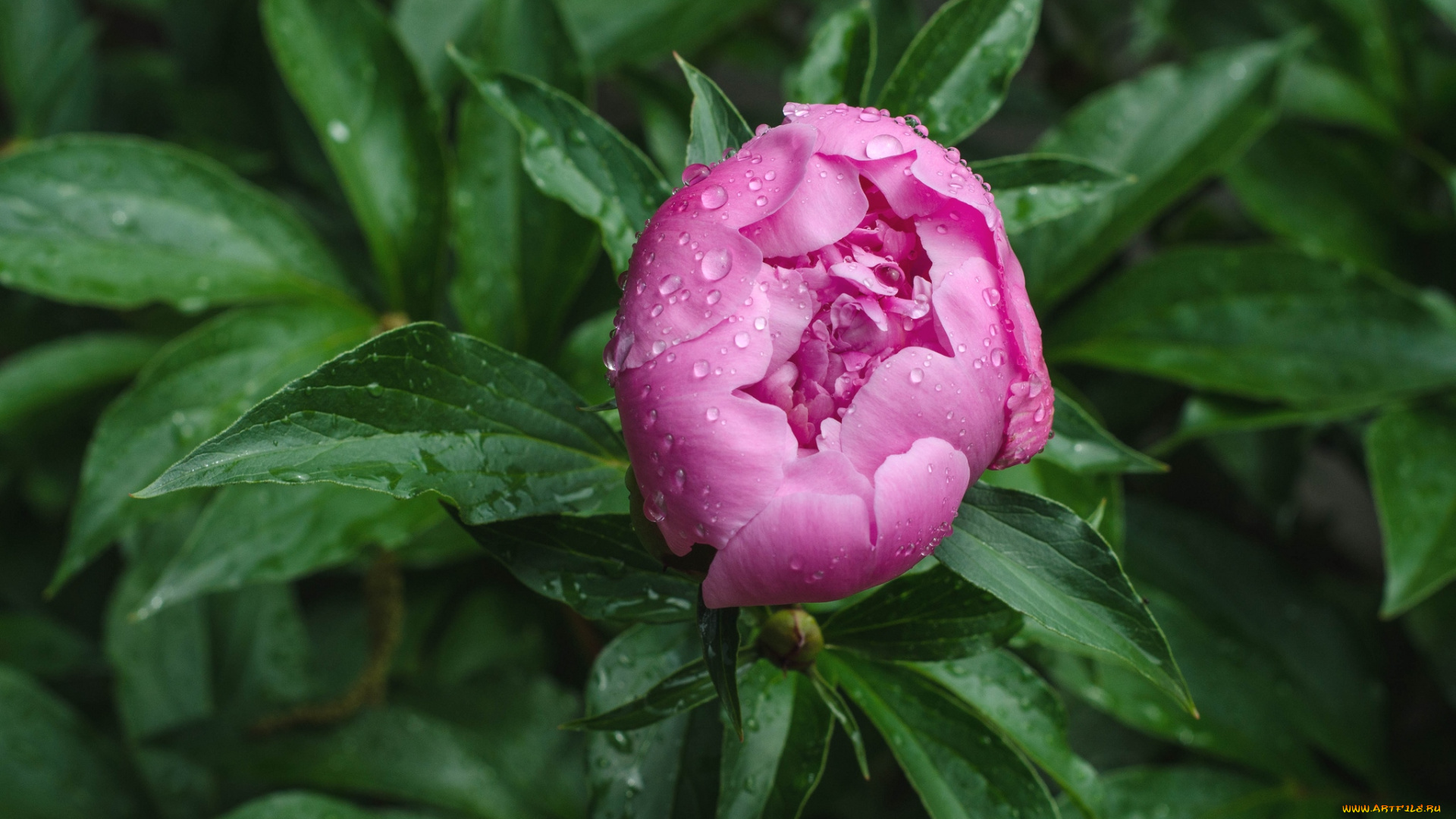 цветы, пионы, бутон