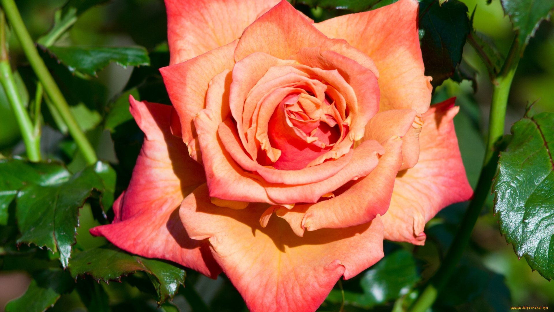 цветы, розы, бутон, макро, роза