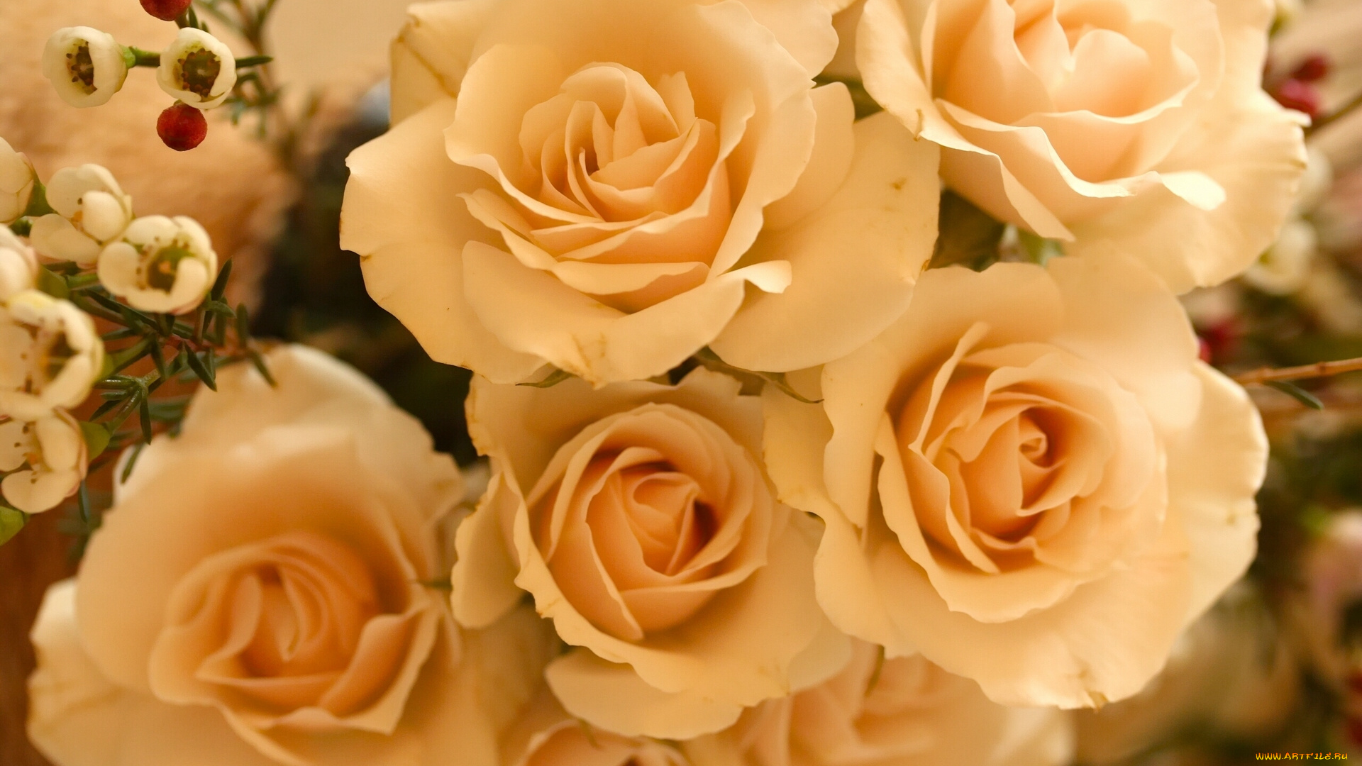 цветы, розы, бутоны, жёлтые