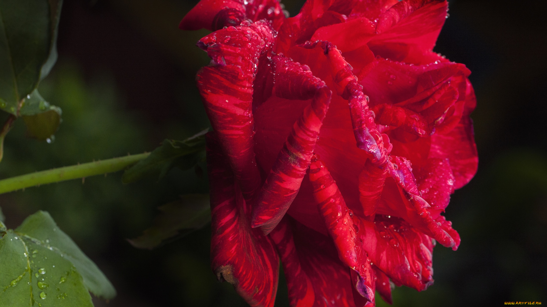 цветы, розы, макро