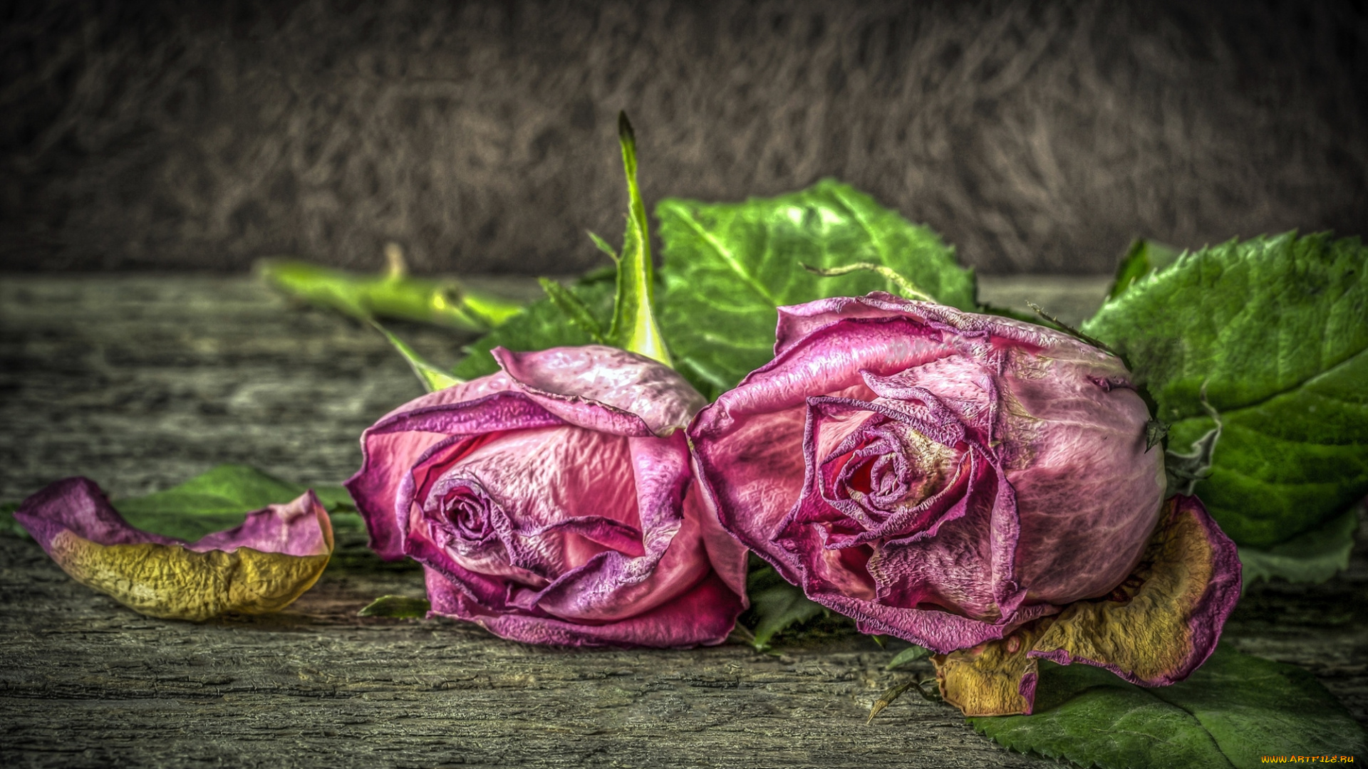 цветы, розы, увядание