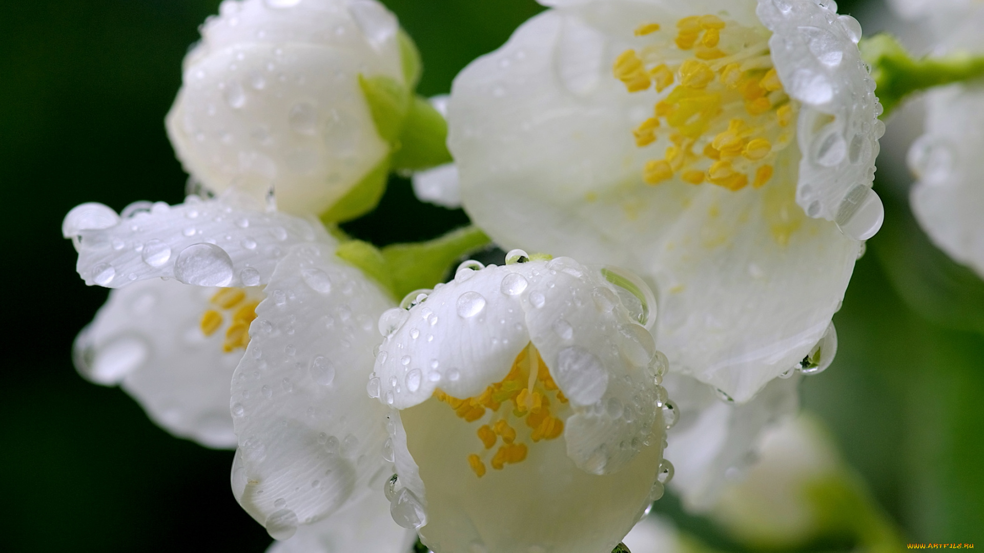 цветы, жасмин, капли