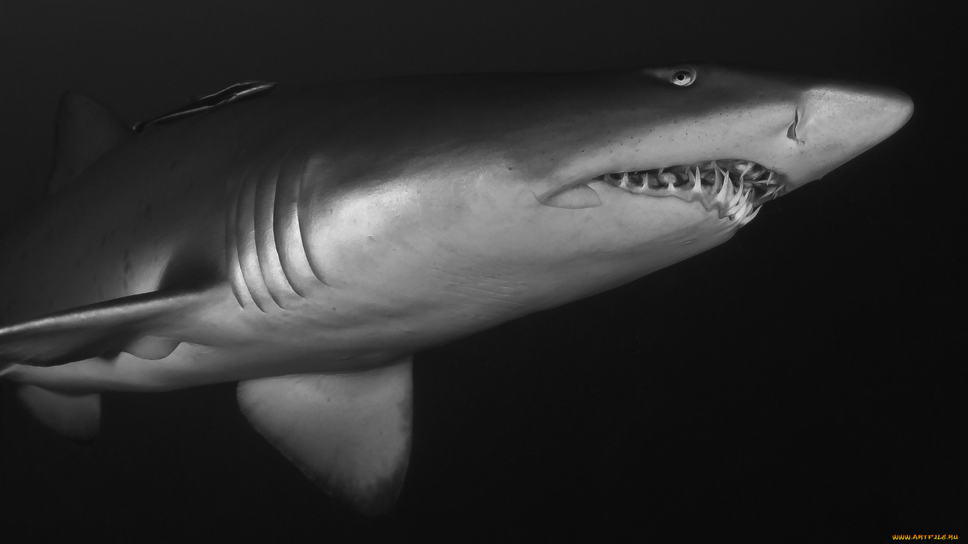 животные, акулы, акула, глубина, океан