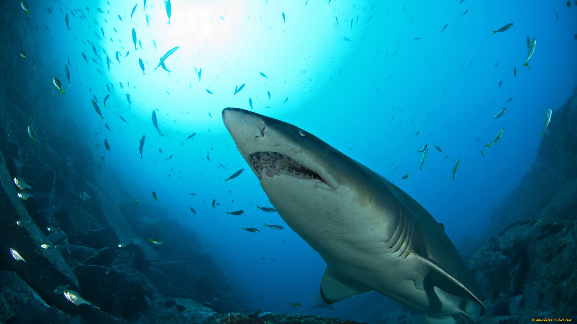 животные, акулы, акула, глубина, океан
