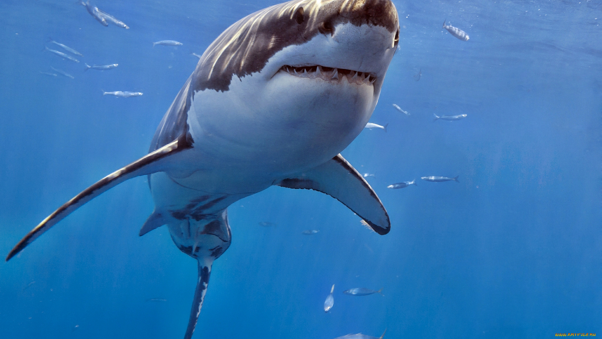 животные, акулы, океан, глубина, акула