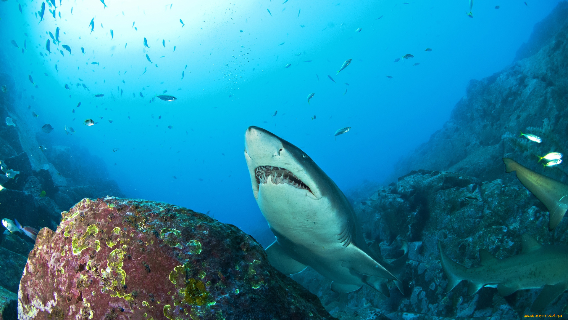 животные, акулы, океан, глубина, акула