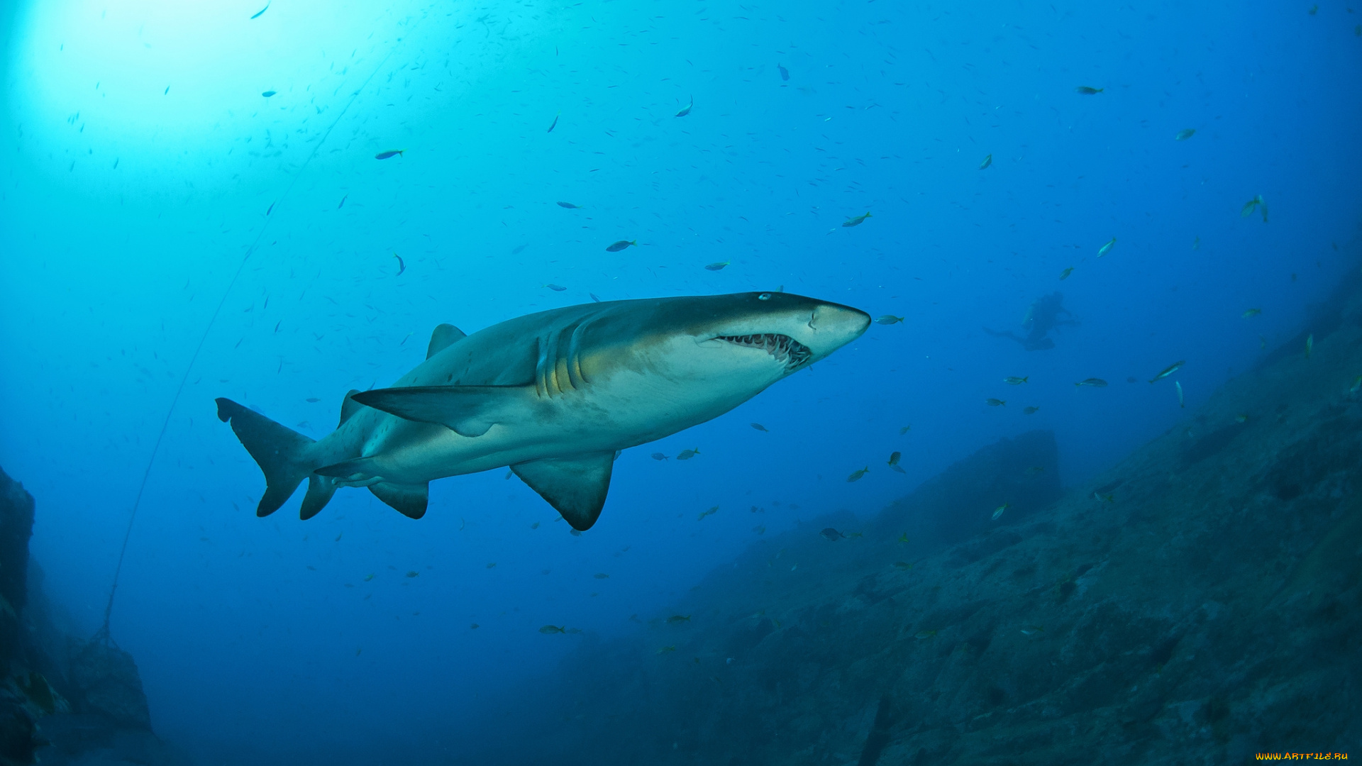 животные, акулы, океан, глубина, акула