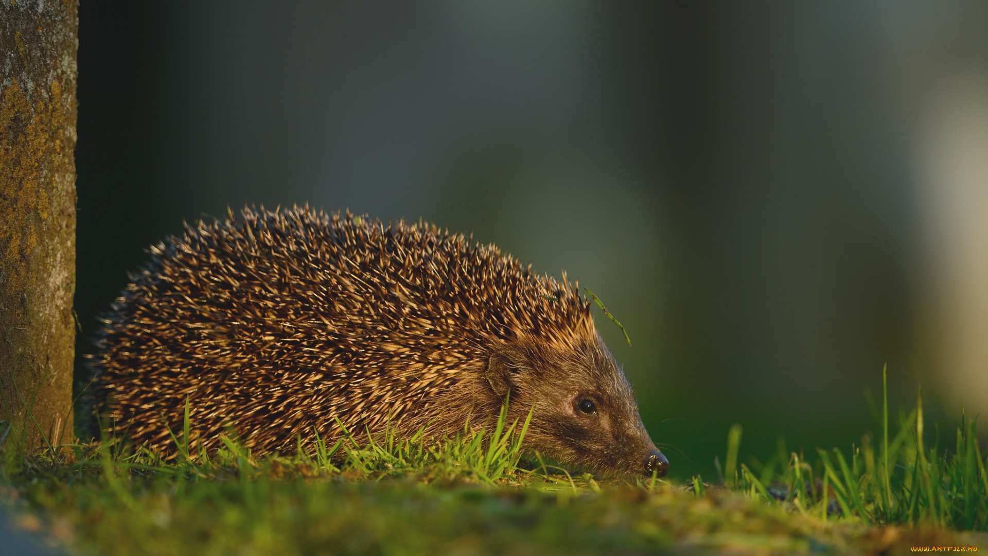 животные, ежи, колючки