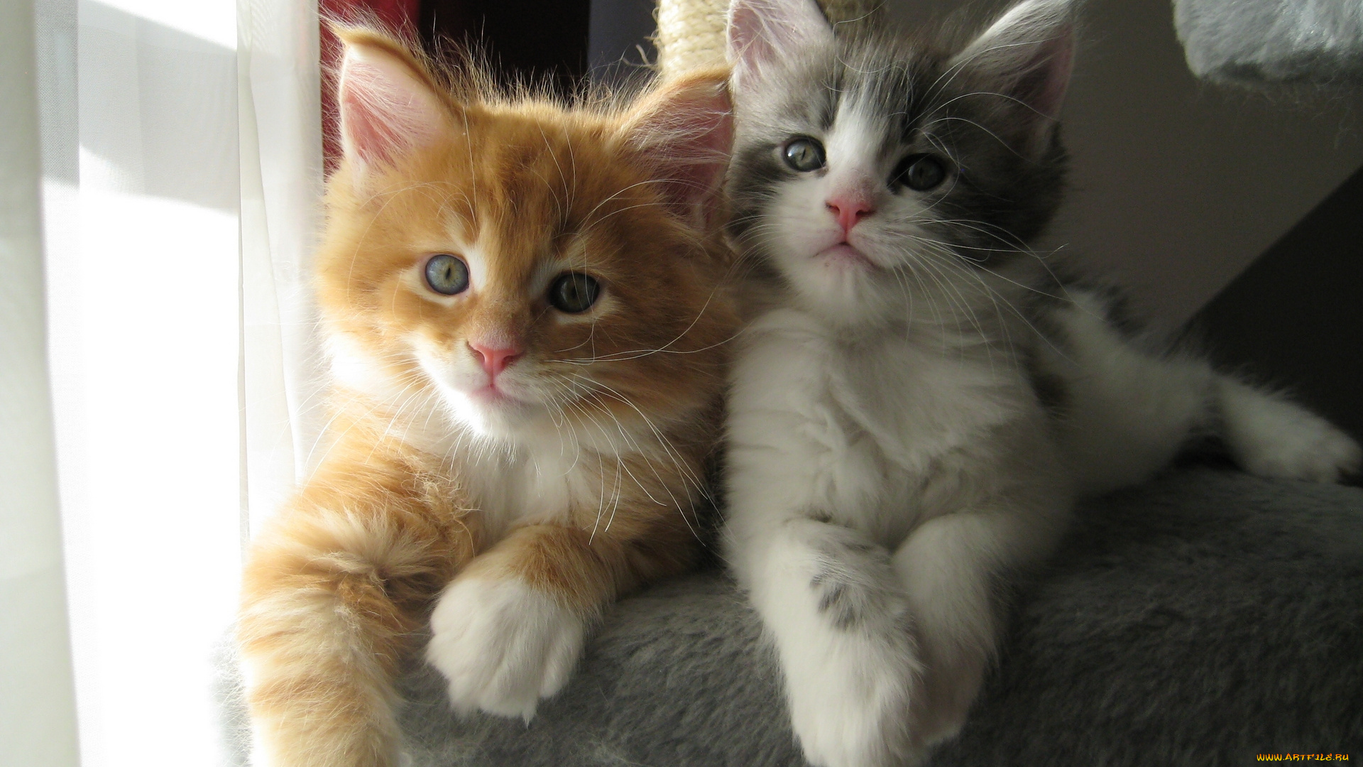 животные, коты, котята, мейн-кун