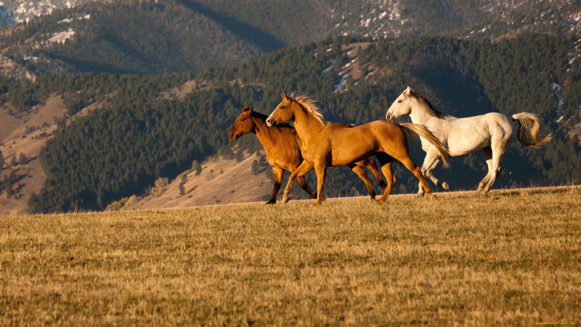 животные, лошади, кони
