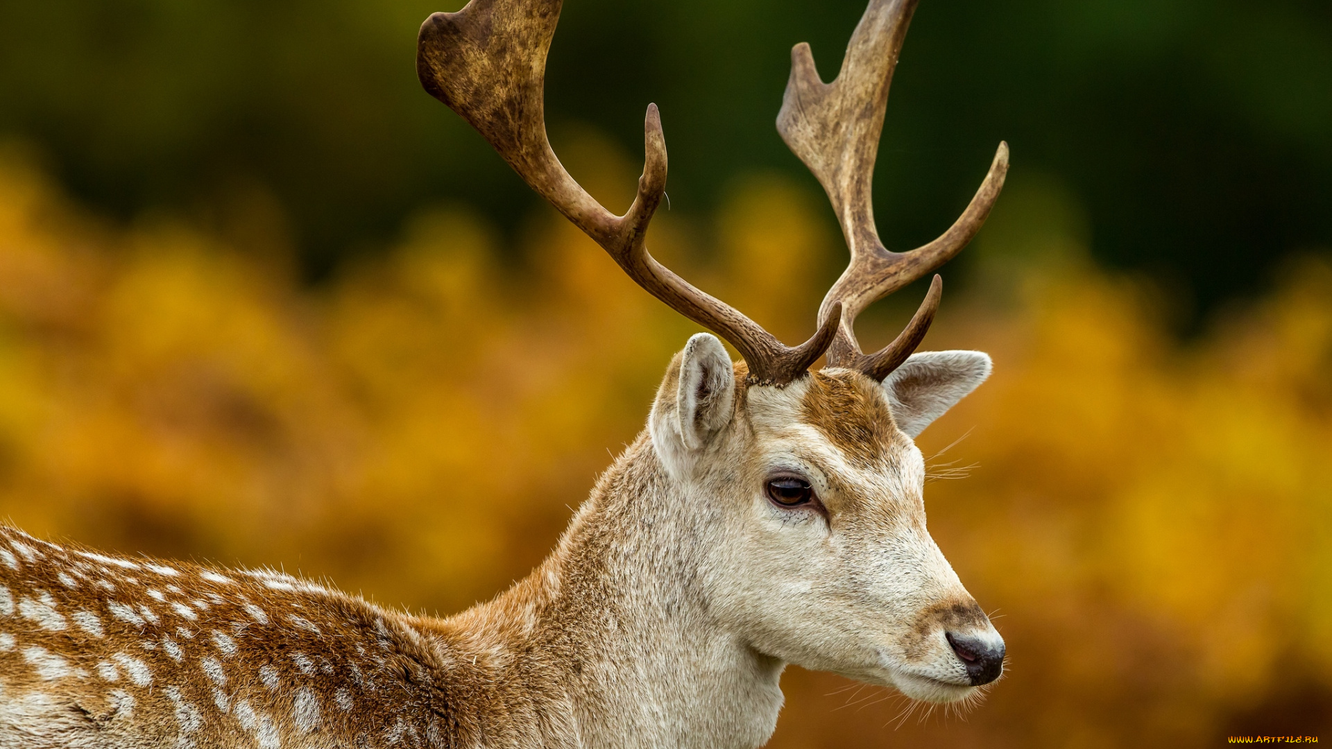 животные, олени, рога