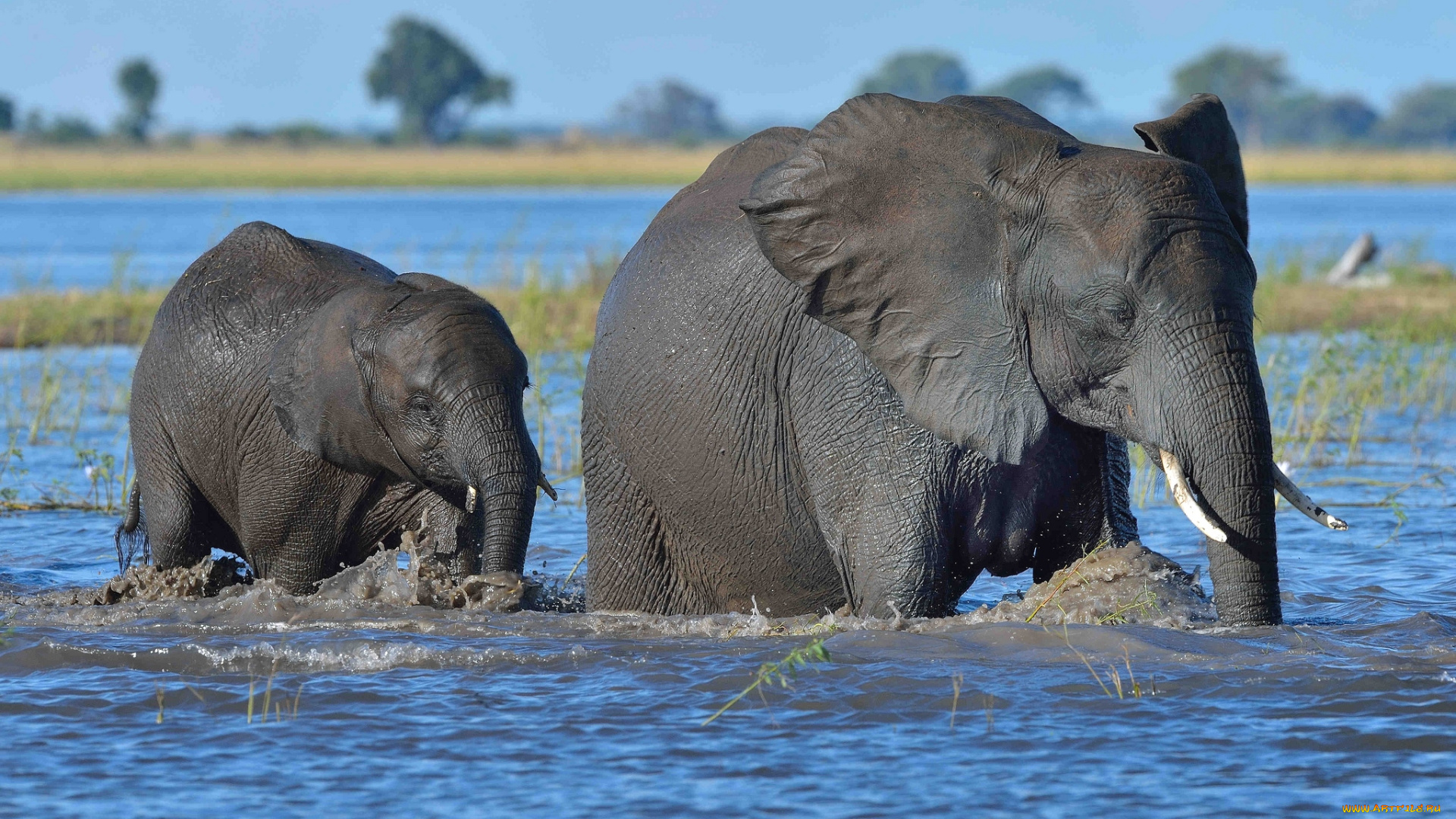 животные, слоны, вода