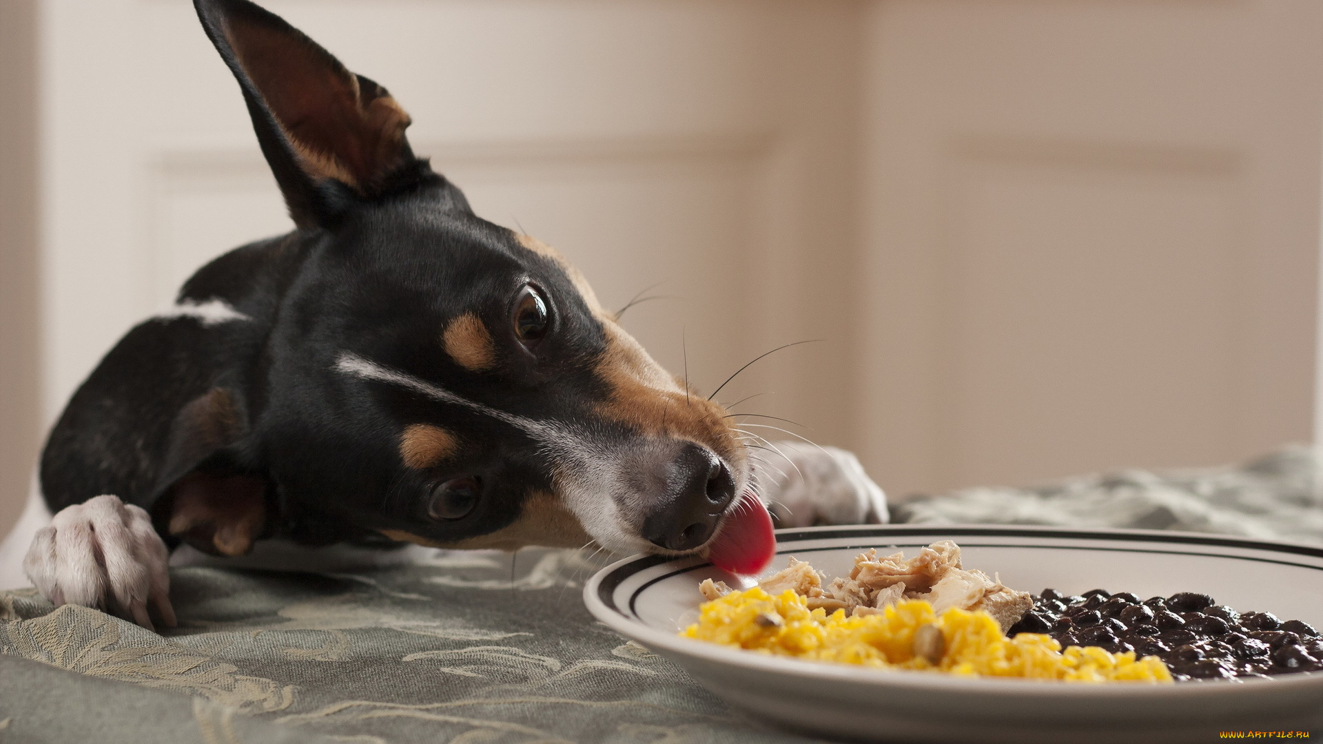 животные, собаки, еда, тарелка, собака