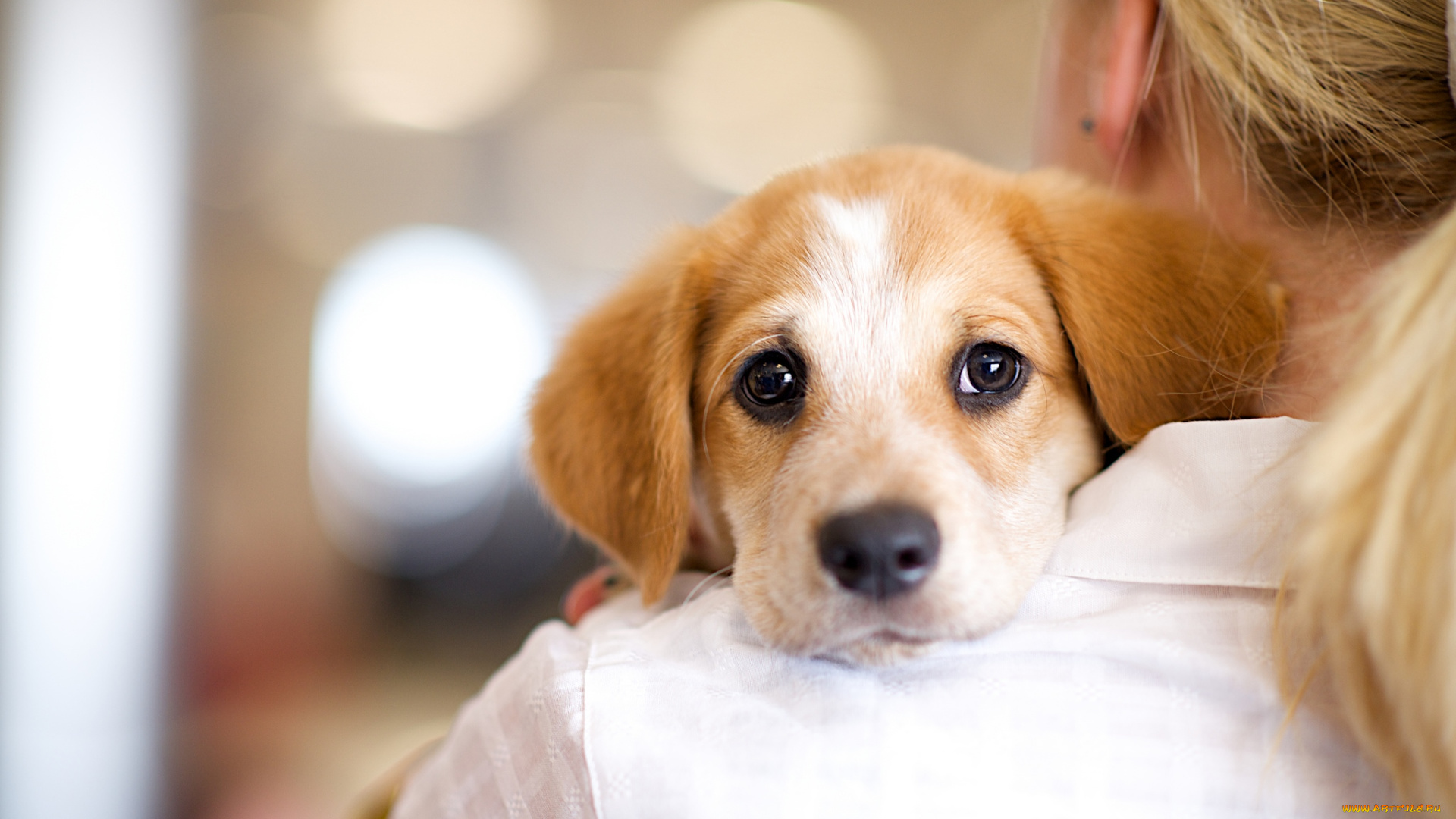 животные, собаки, мордочка