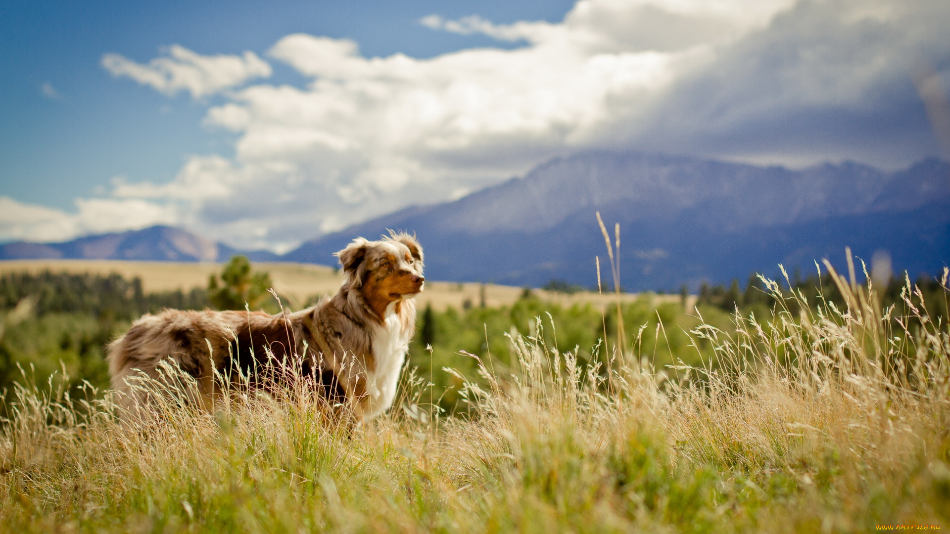 животные, собаки, взгляд, собака, природа
