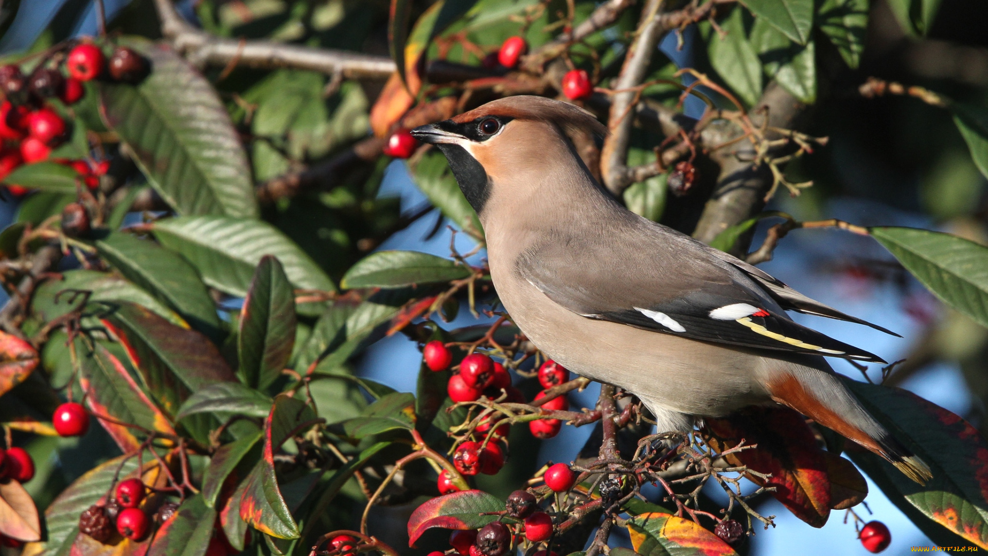 животные, свиристели, ягоды