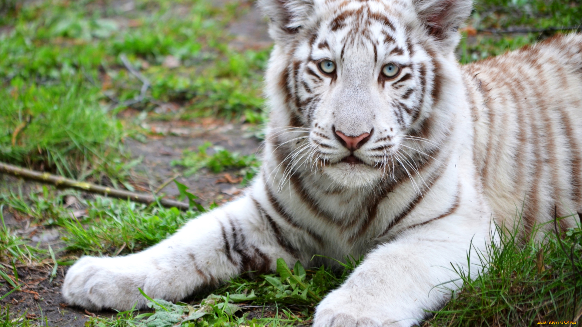 животные, тигры, белый